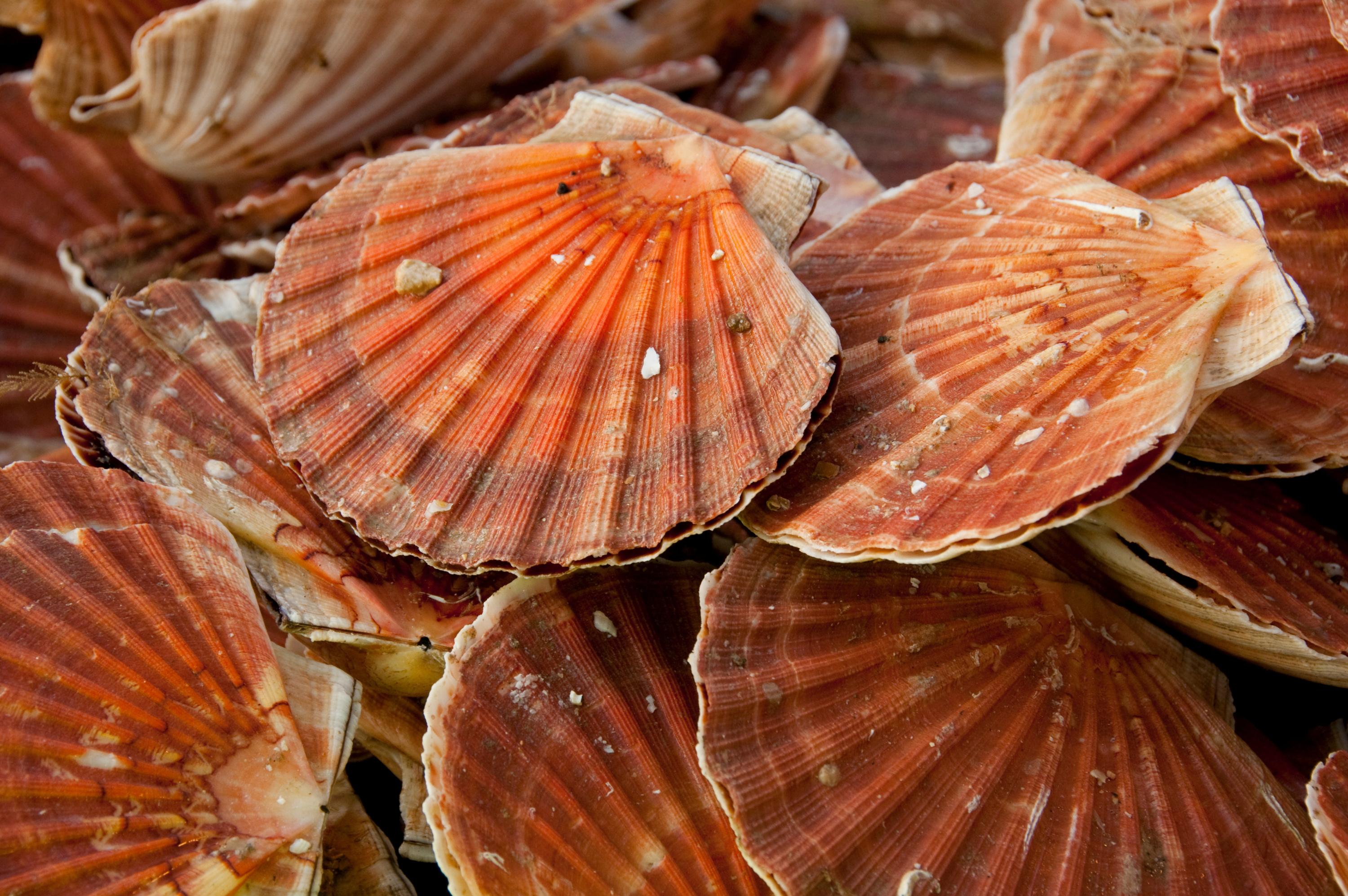 La coquille Saint-Jacques française bat des records d'abondance