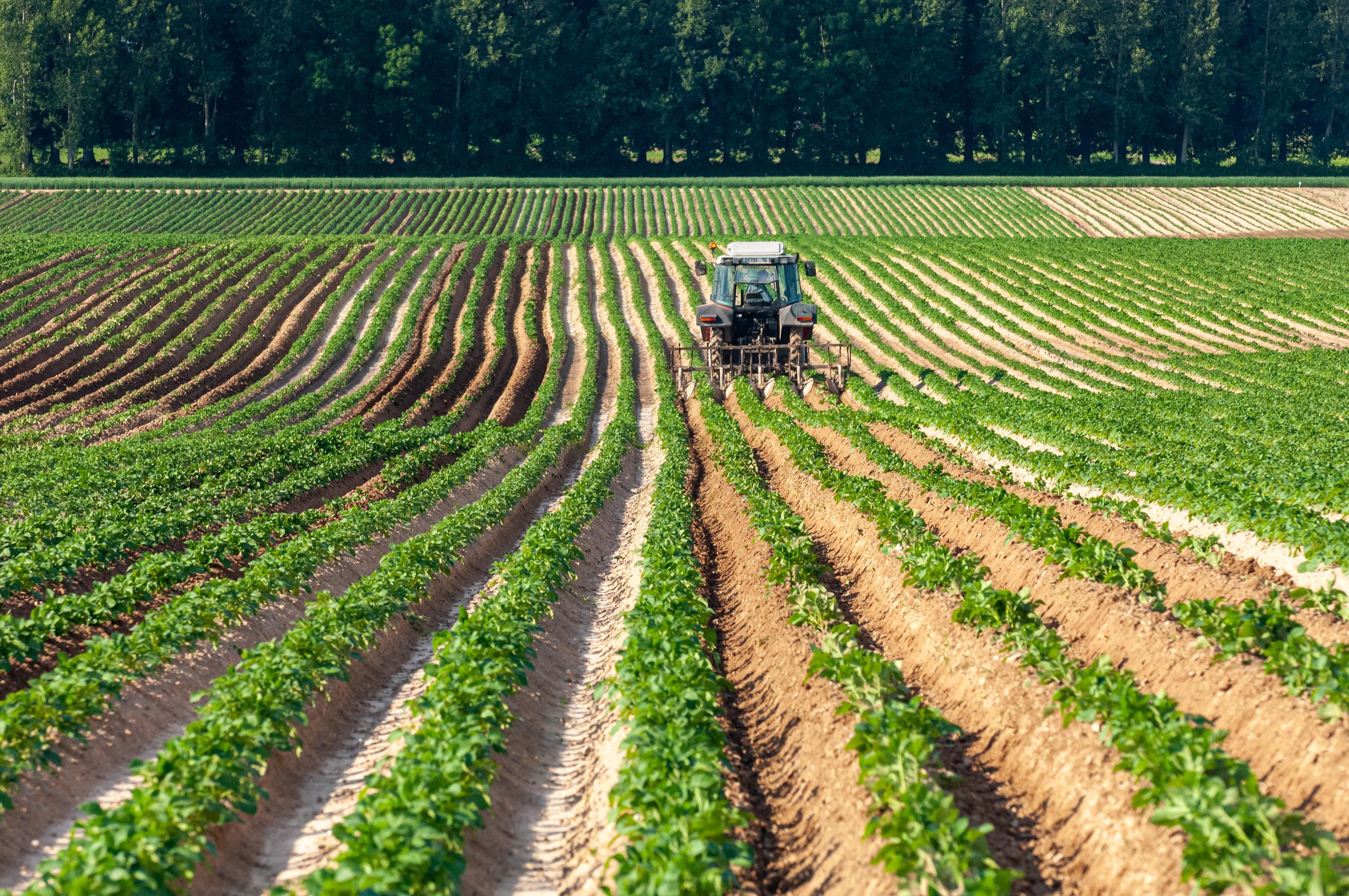 Un «déséquilibre entre l’offre et la demande» : la pomme de terre en crise en Europe