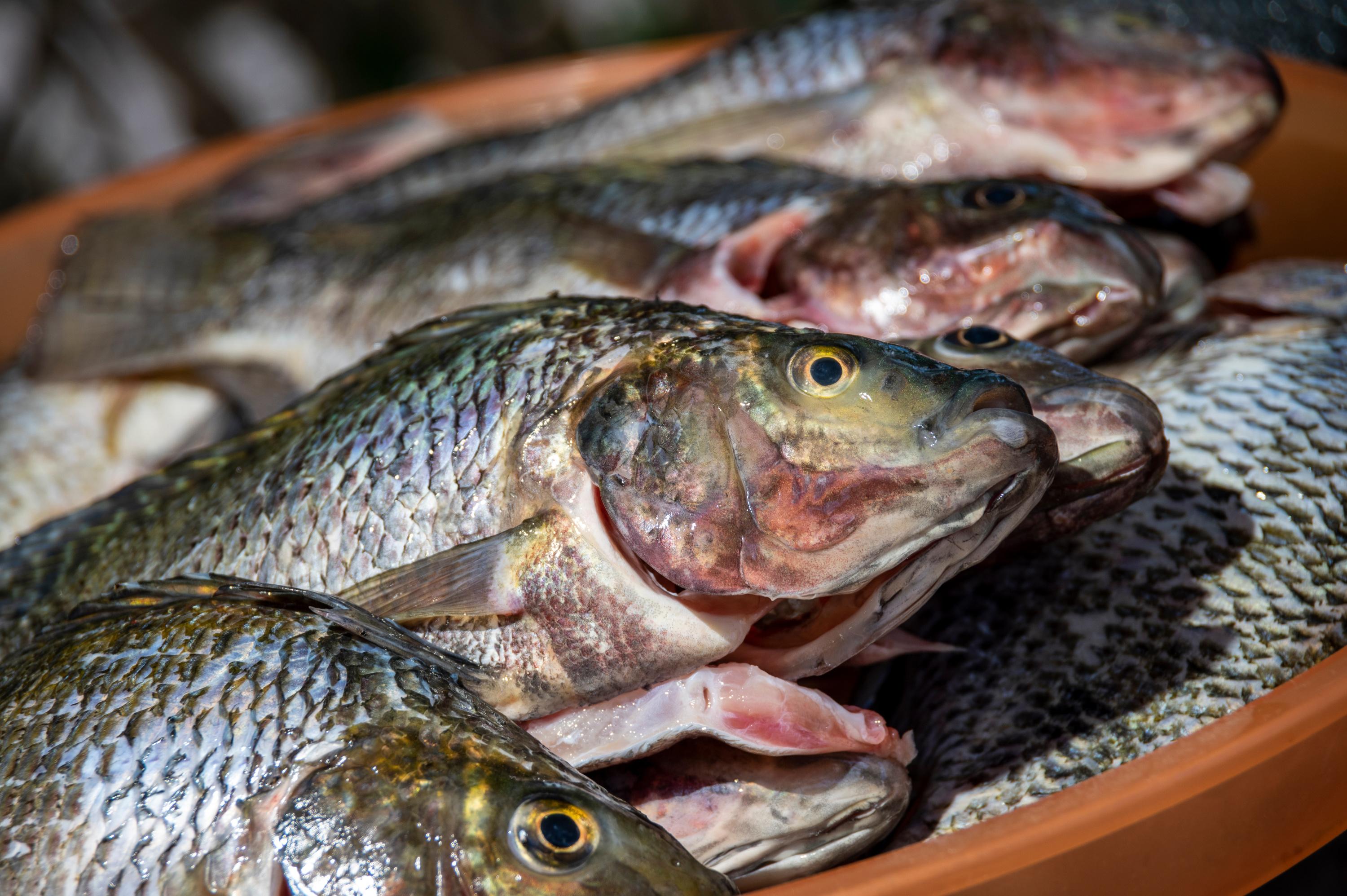 Plus de la moitié des Français craignent que leurs produits de la mer favoris ne soient plus disponibles d’ici 20 ans