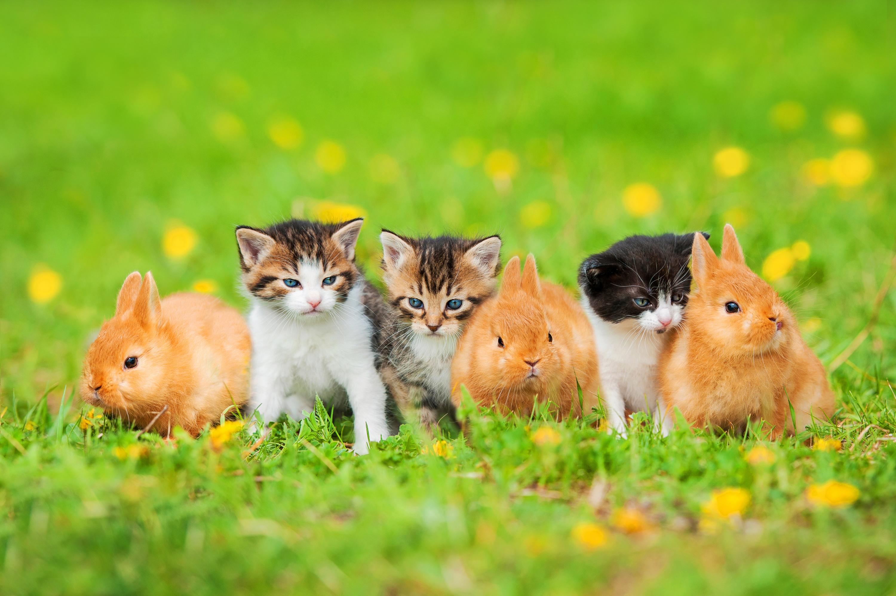 Comment Faire Cohabiter Un Chat Et Un Lapin