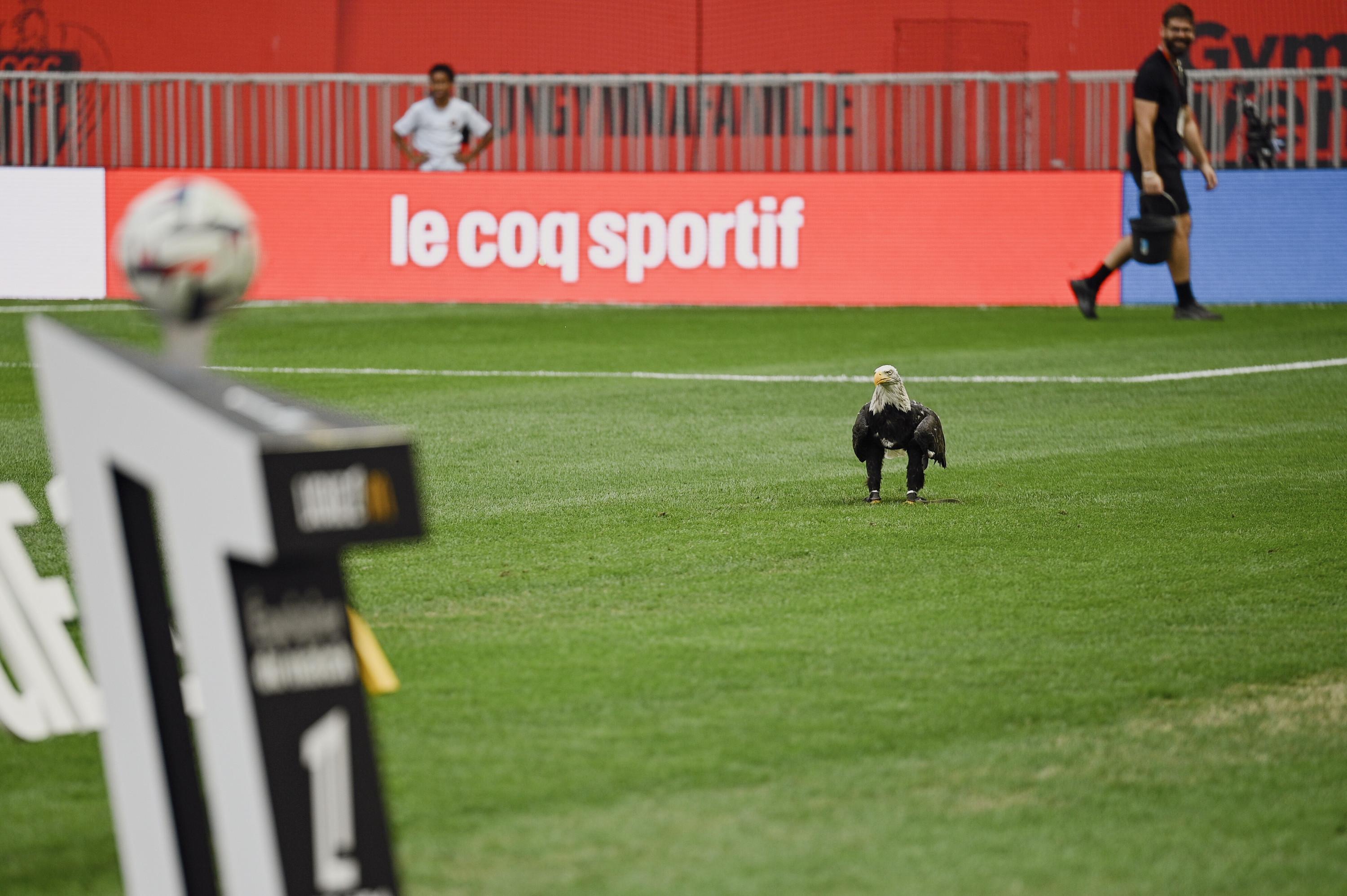 Ligue 1: l’OGC Nice dénonce le refus de changer la pelouse par l'exploitant de l'Allianz Riviera