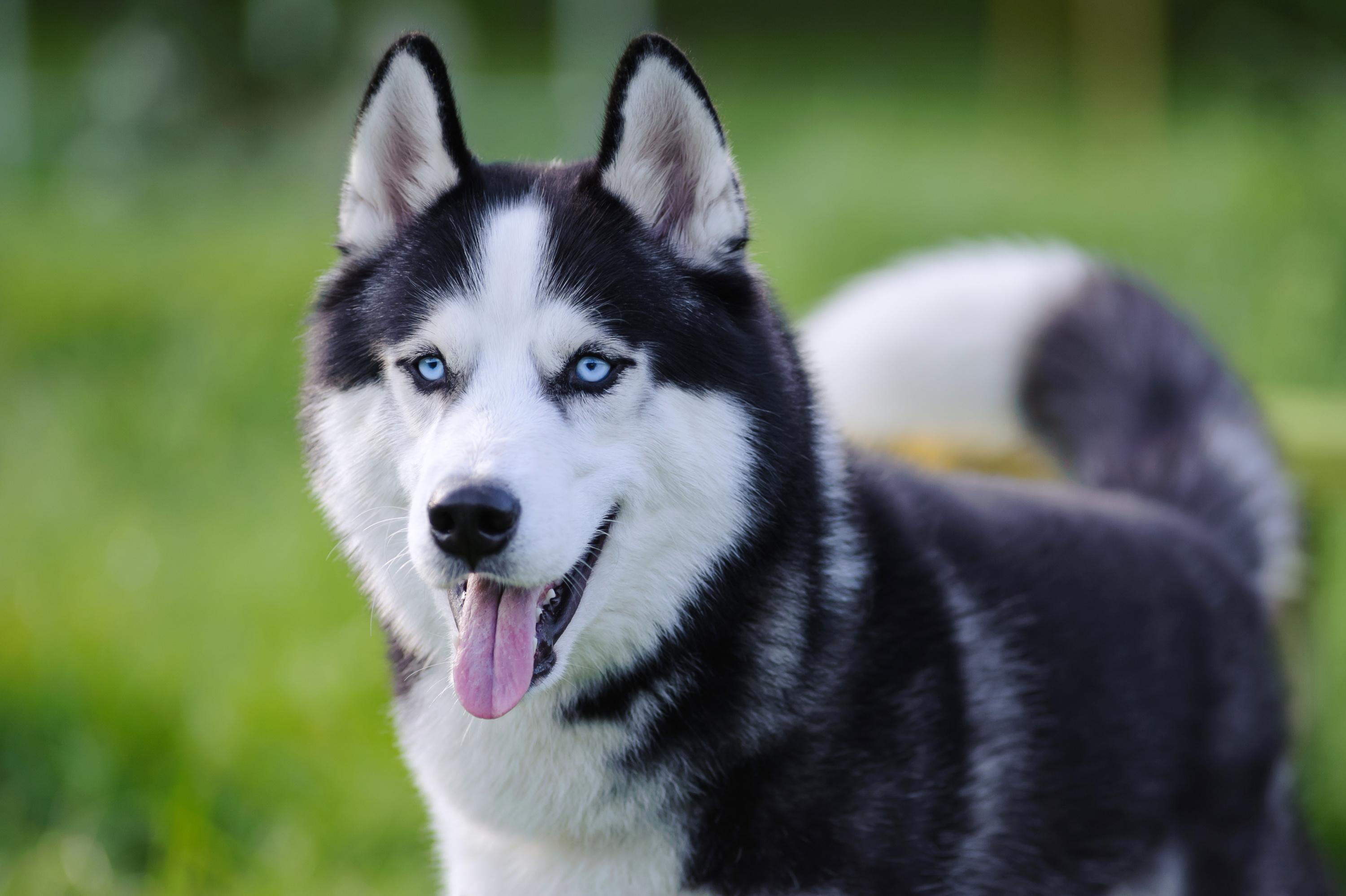 Decouvrez 5 Races De Chiens Aux Yeux Bleus
