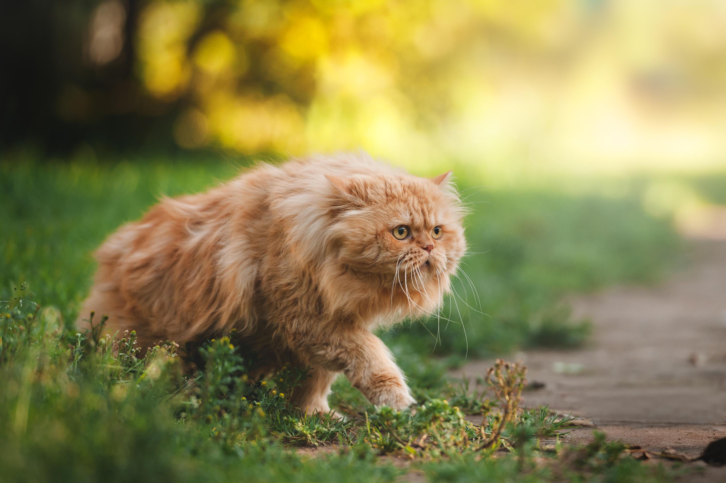 Bouches-du-Rhône : une famille retrouve son chat huit ans après l’avoir perdu