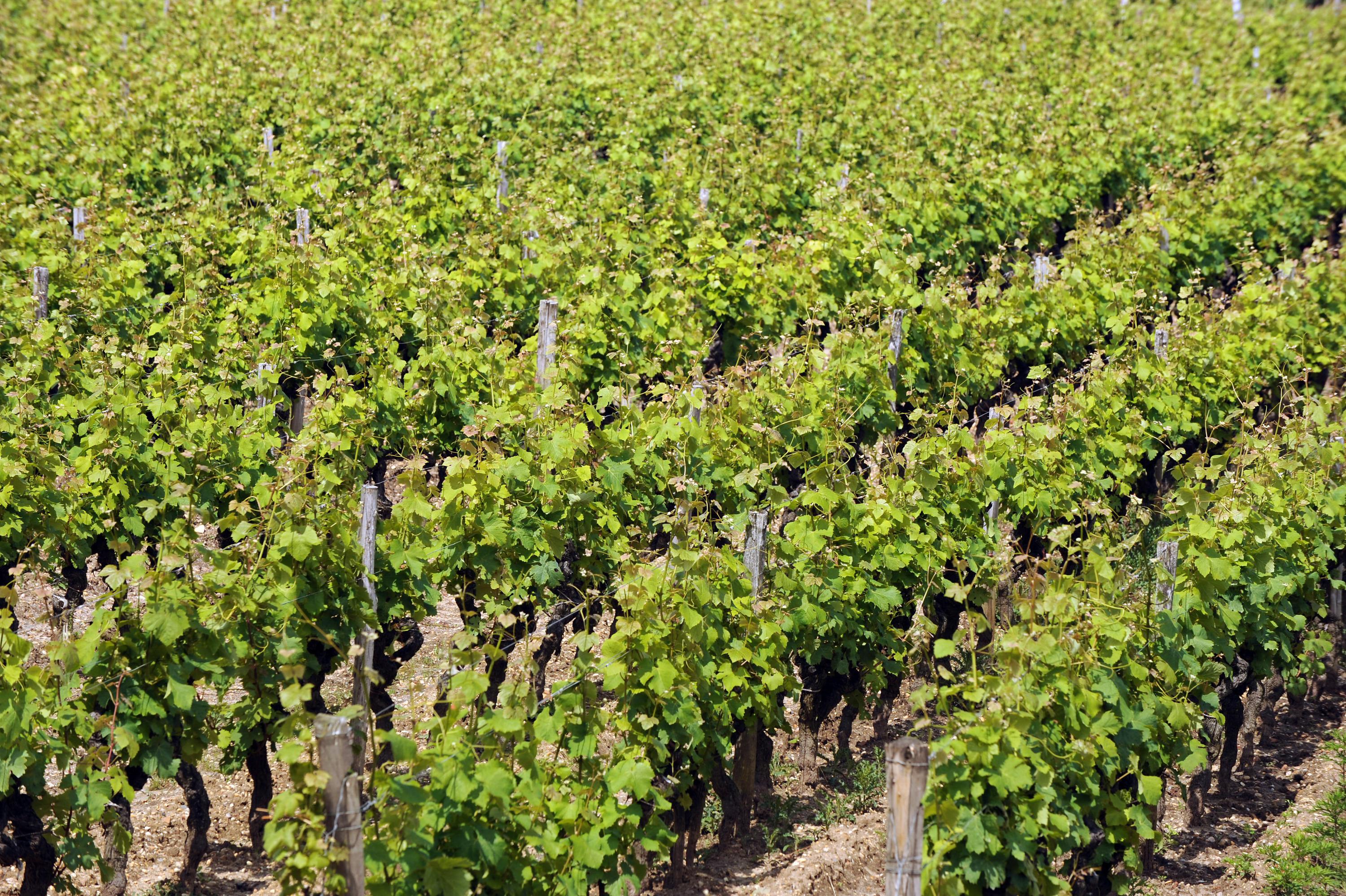 Gironde : un ouvrier viticole retrouvé mort à l’intérieur d’une cuve à vin