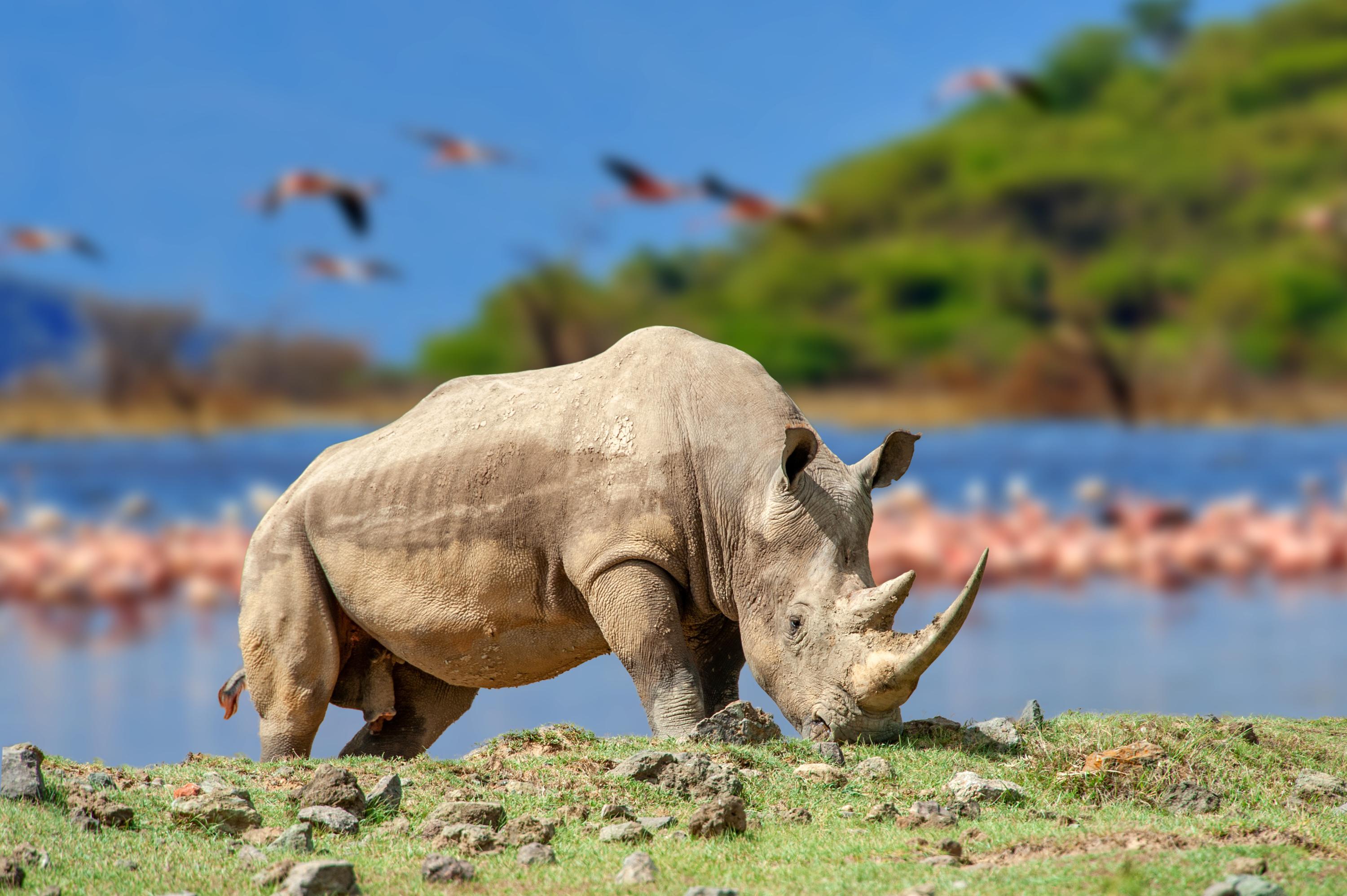 Zimbabwe : quatre rhinocéros blancs meurent après s’être abreuvés avec de l'eau polluée