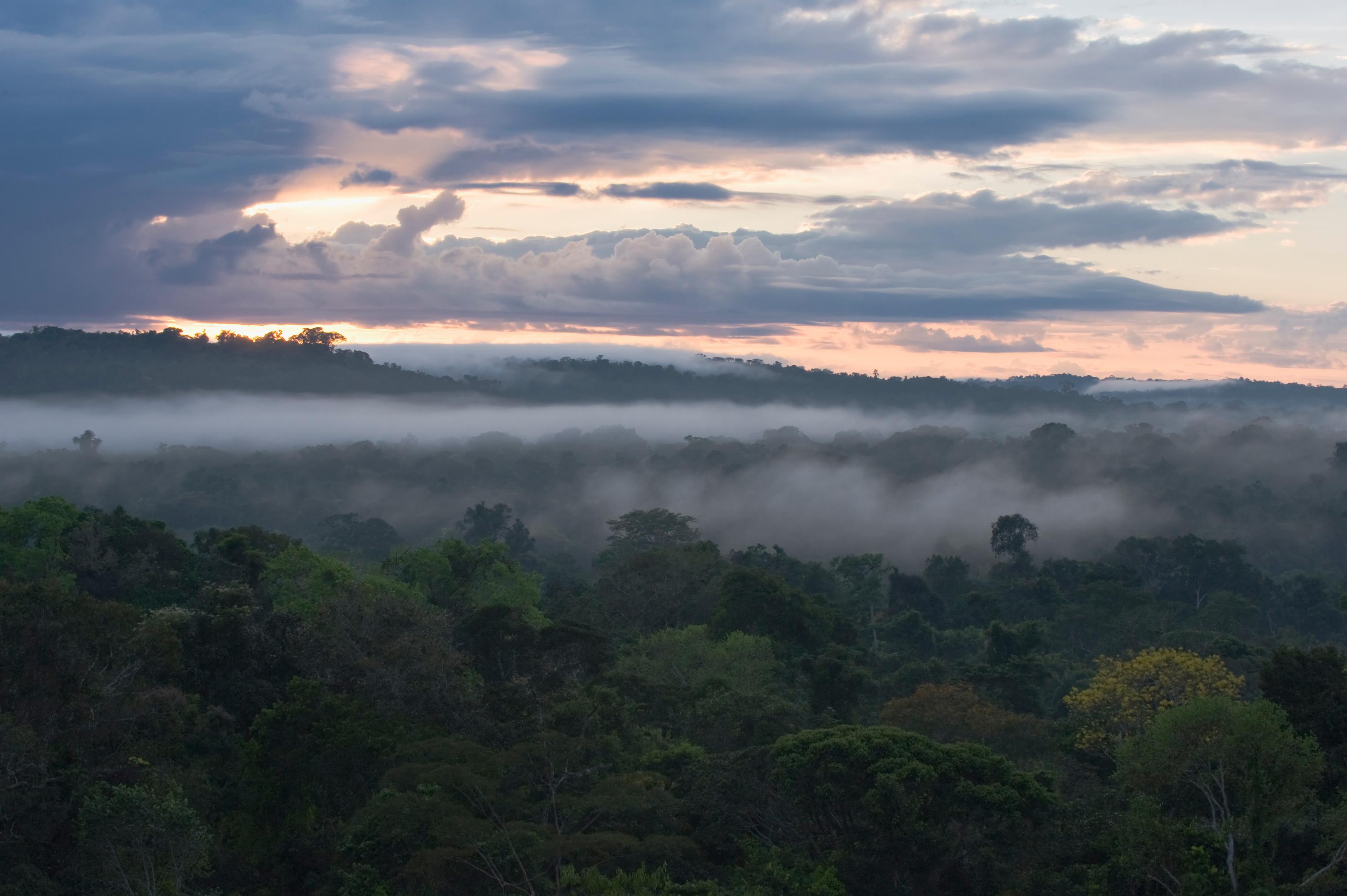 Les effets surprenants de la déforestation sur les saisons en Amazonie