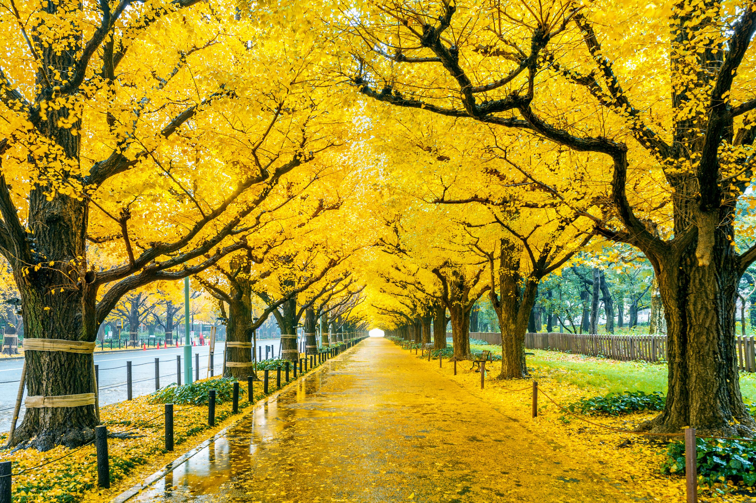«Nous devons agir avant qu'il ne soit trop tard» : le nombre d’arbres devient une question de vie ou de mort à Tokyo
