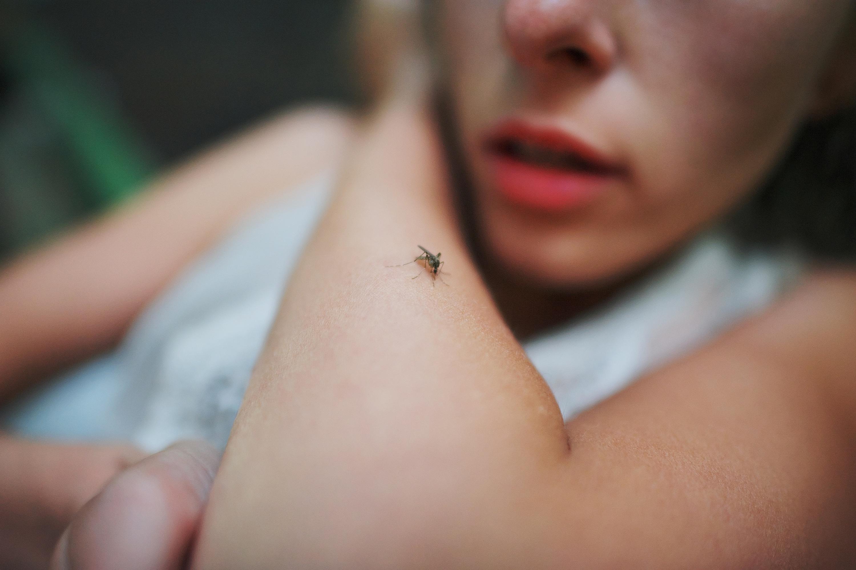 Moustiques : nombre record d’infections par le virus West Nile en France