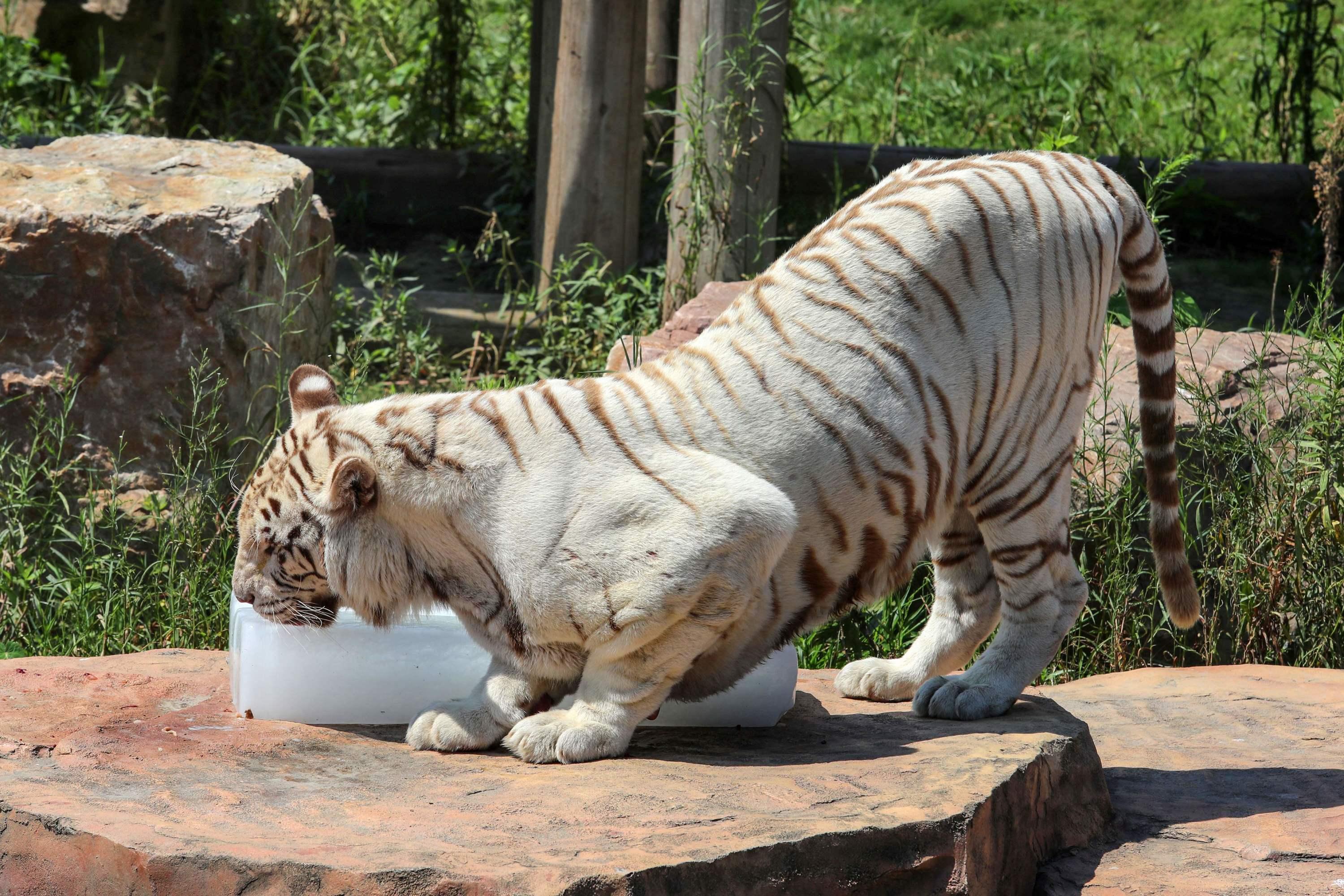 Zooparc De Beauval Sherkan Le Tigre Blanc A Ete Euthanasie