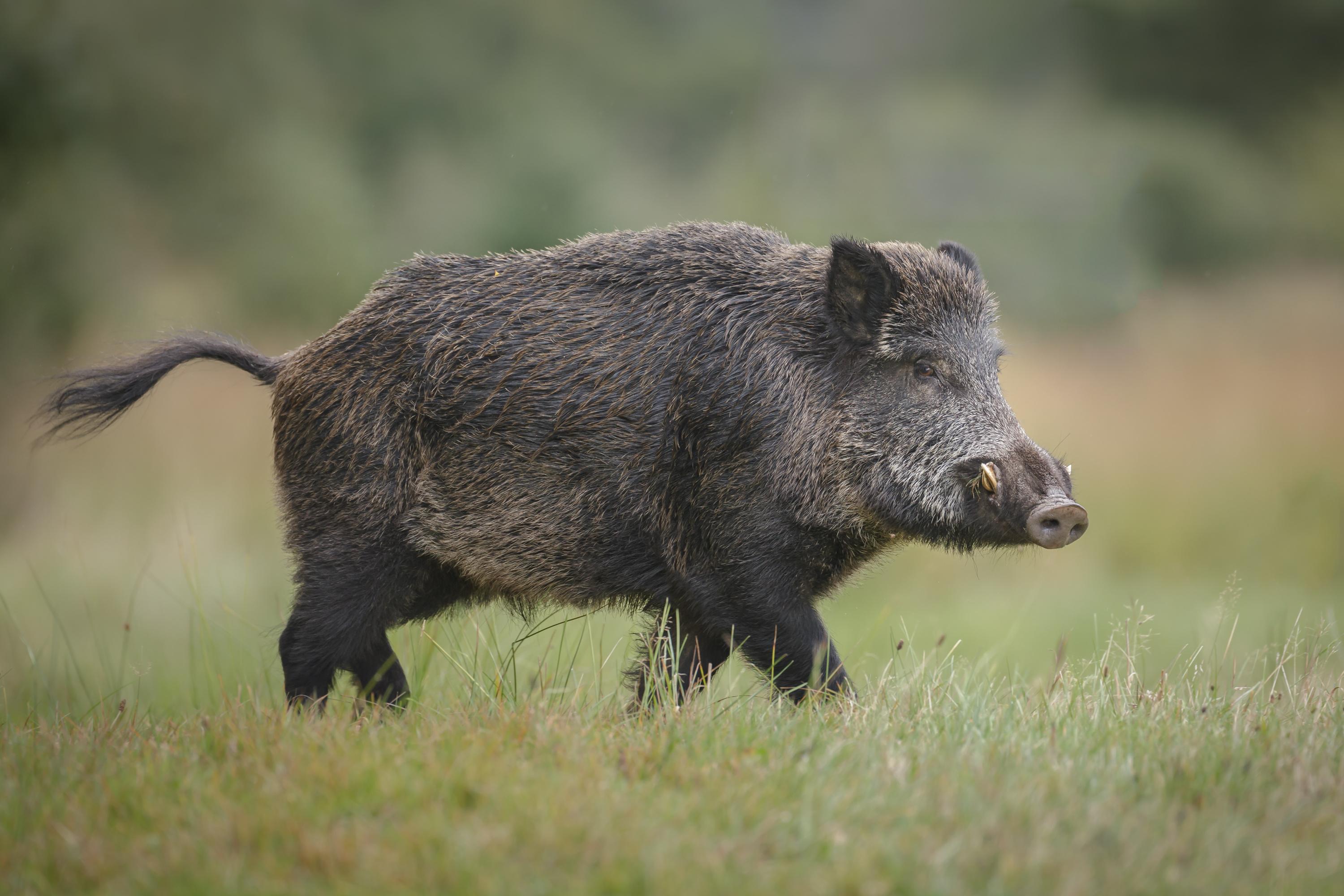 Cahors Un Sanglier Fou Seme Le Chaos En Plein Centre Ville