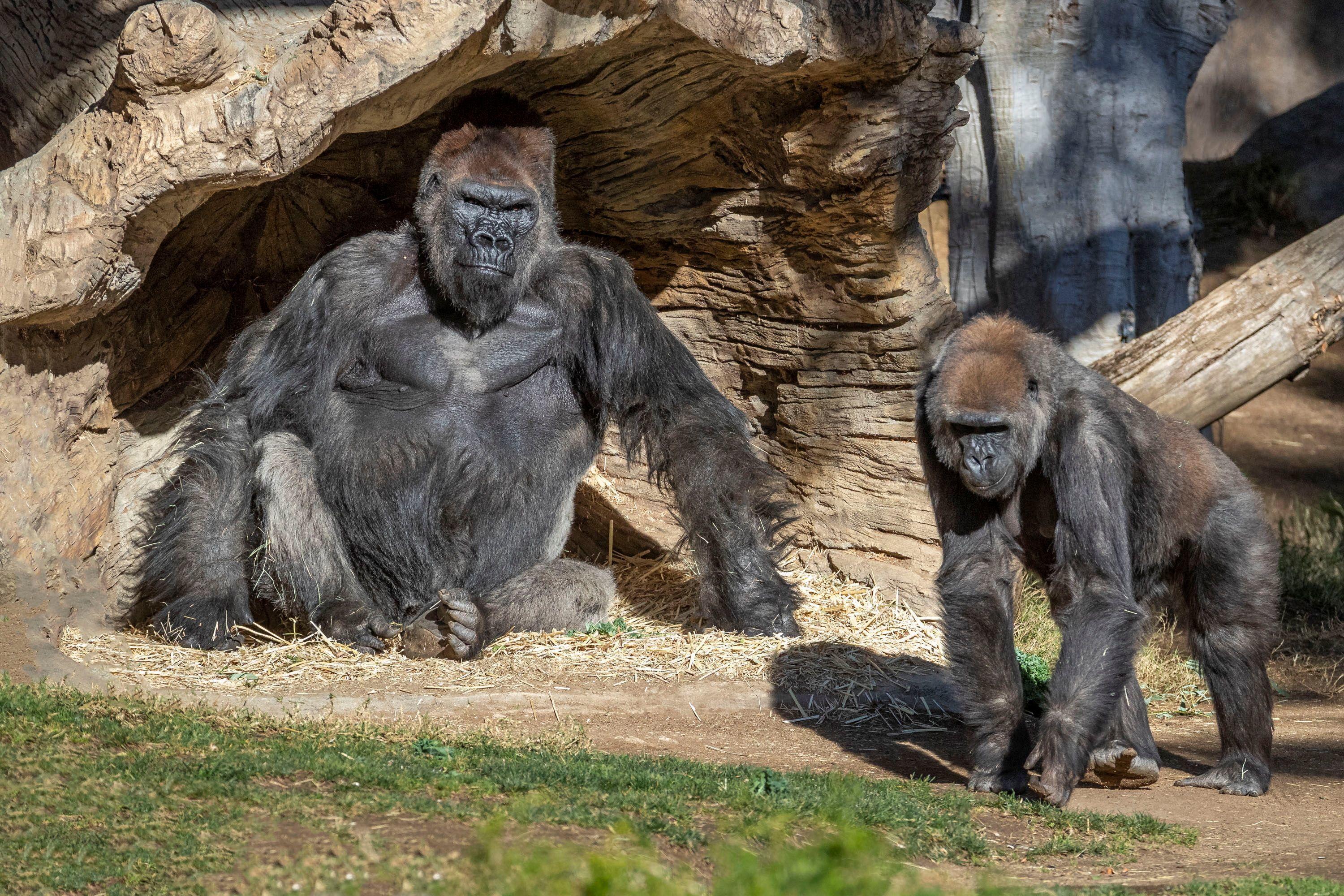 Californie Des Gorilles Du Zoo De San Diego Testes Positifs Au Covid 19 Californie Des Gorilles Du Zoo De San Diego Testes Positifs Au Covid 19