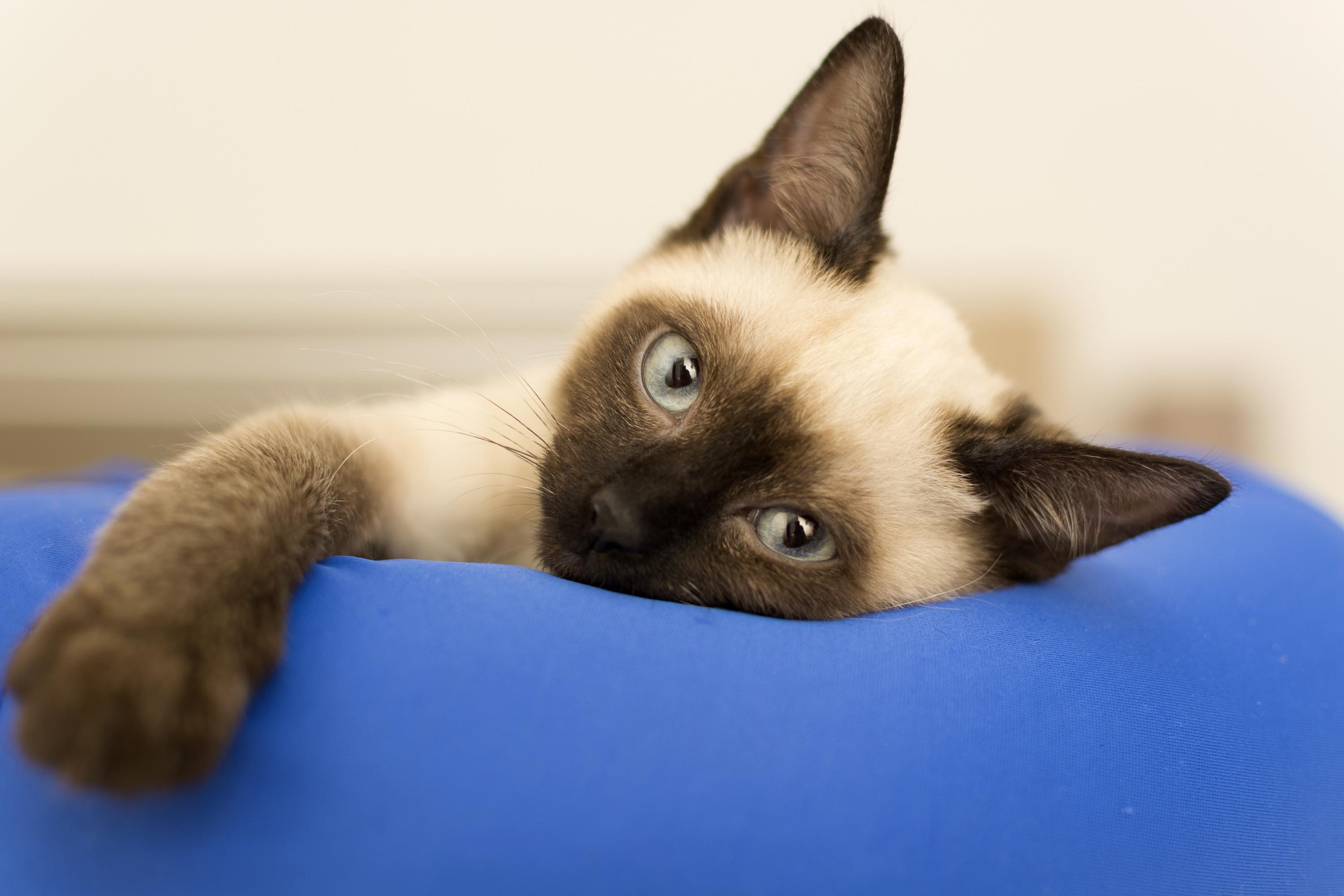 10 Idees Pour Rendre Votre Chat Heureux Pendant Votre Absence