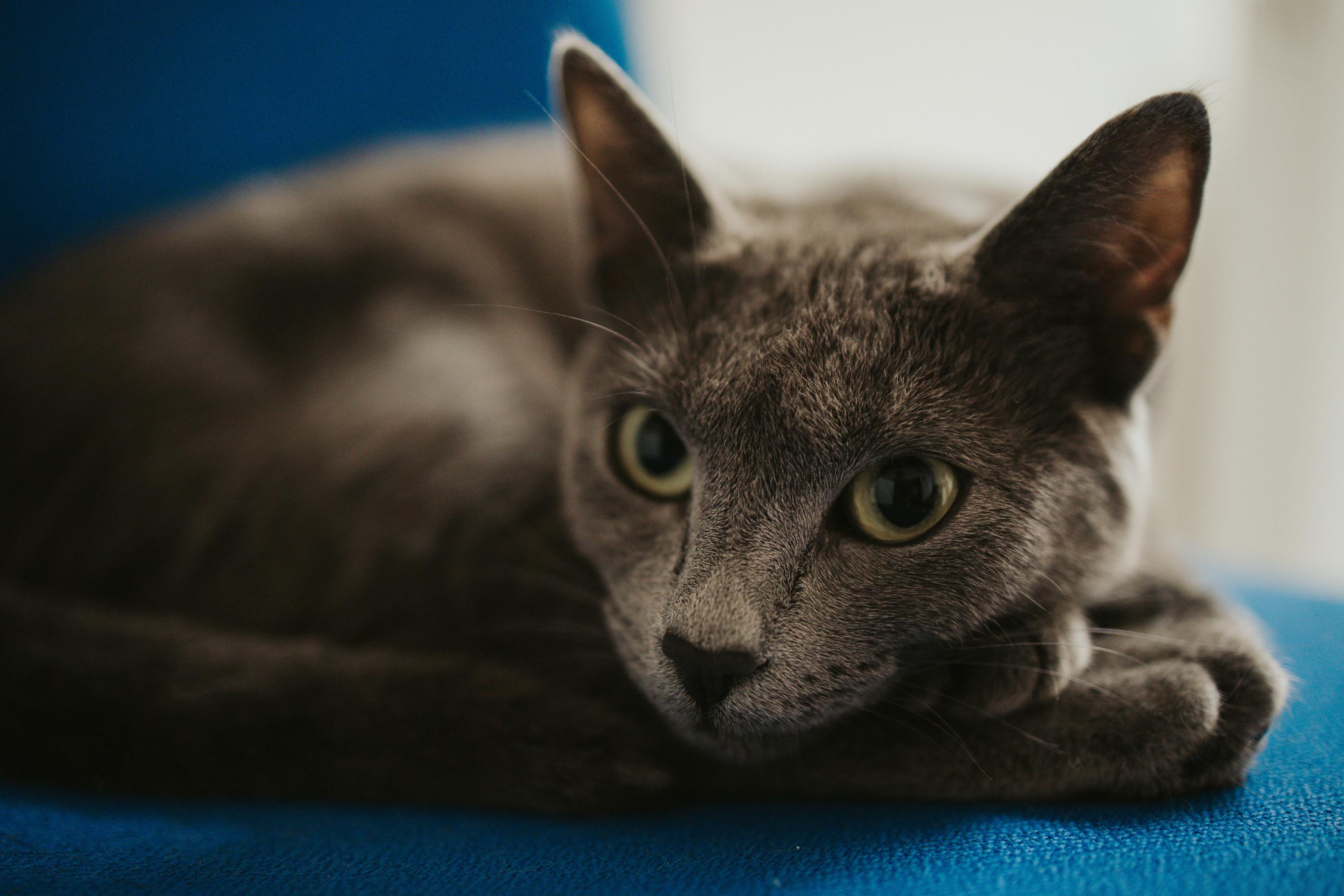 6 Races De Chats Hypoallergeniques