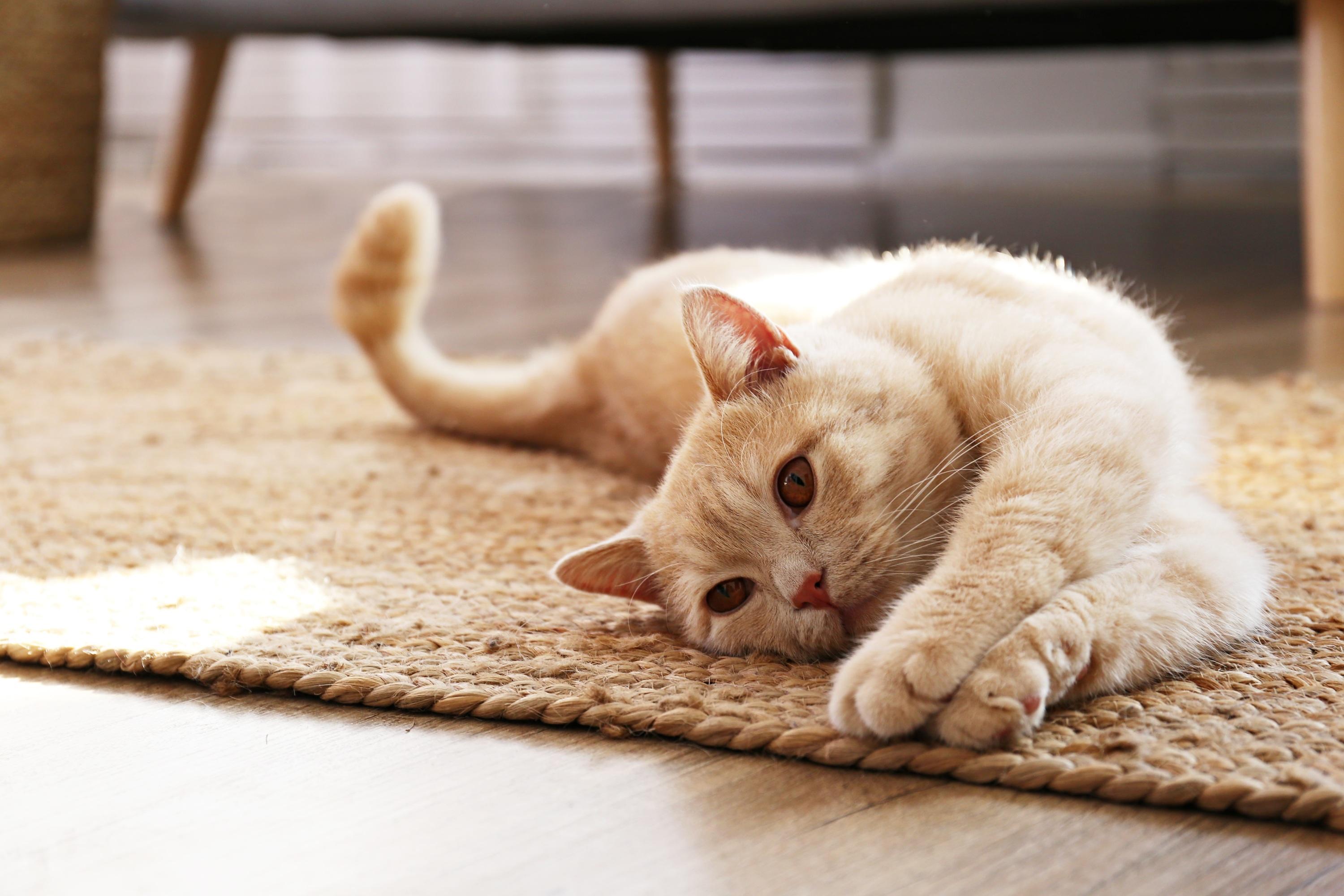 Quel Animal De Compagnie Choisir