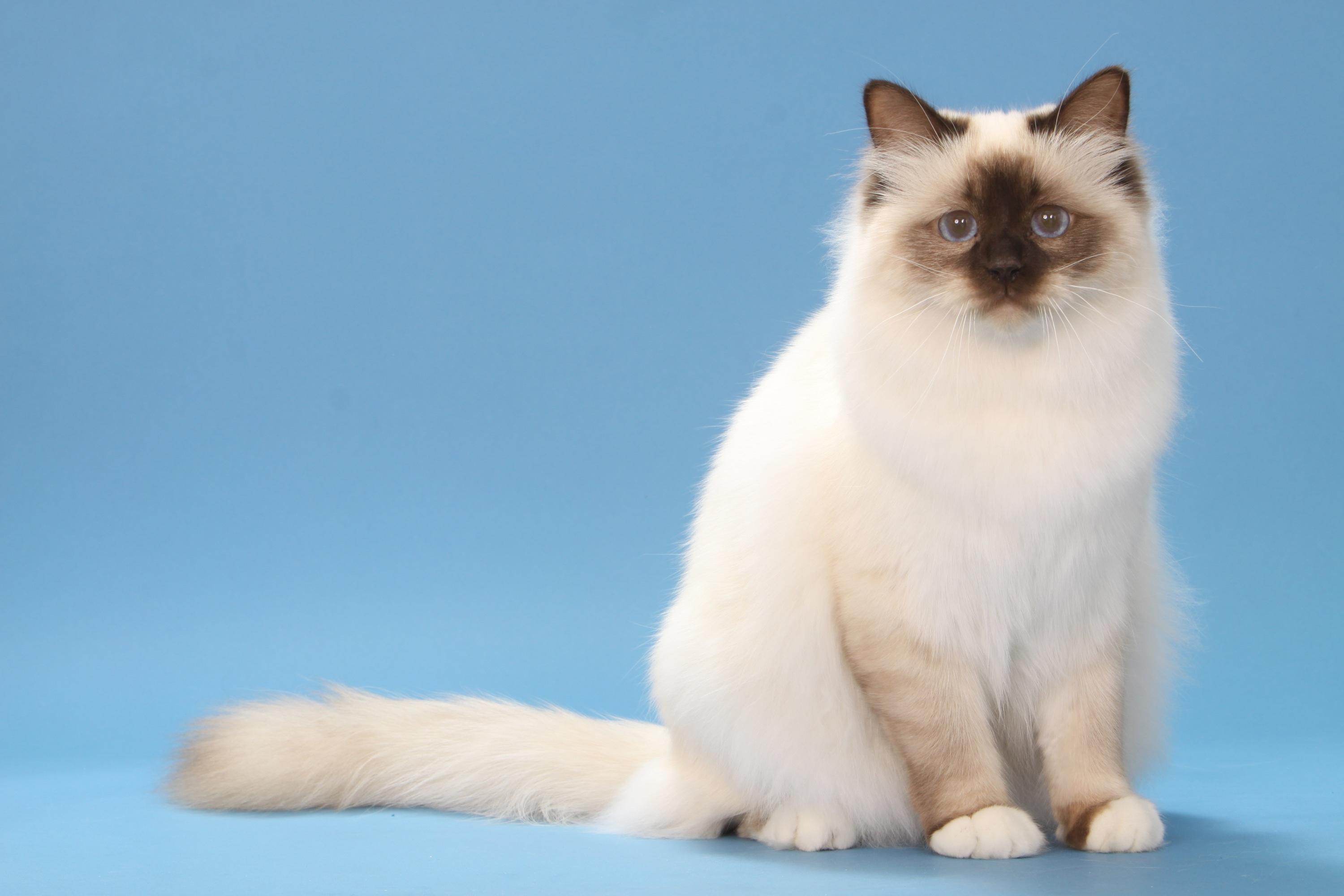 5 Races De Chats Les Plus Affectueux