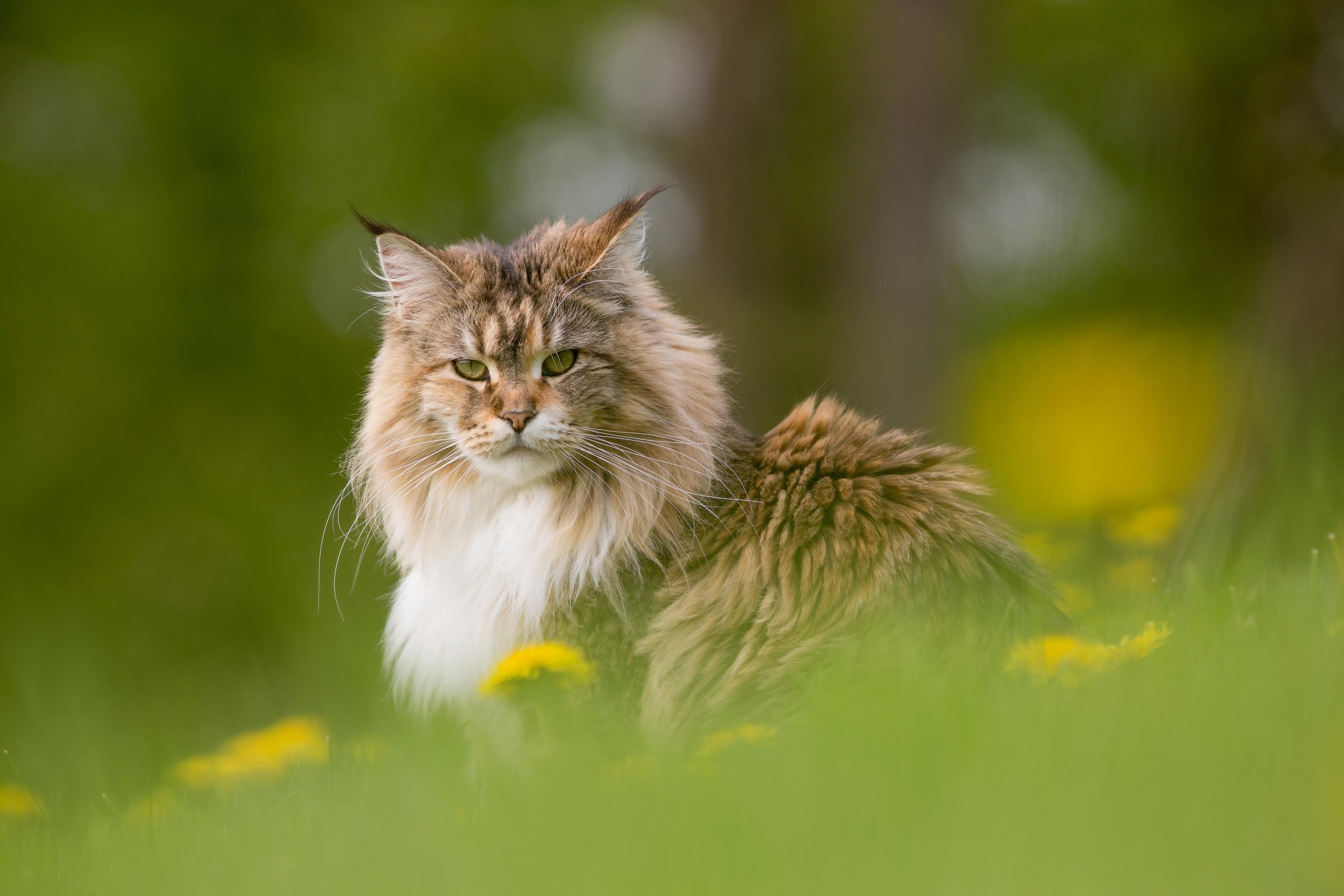 Maine Coon Origine Taille Et Caractere