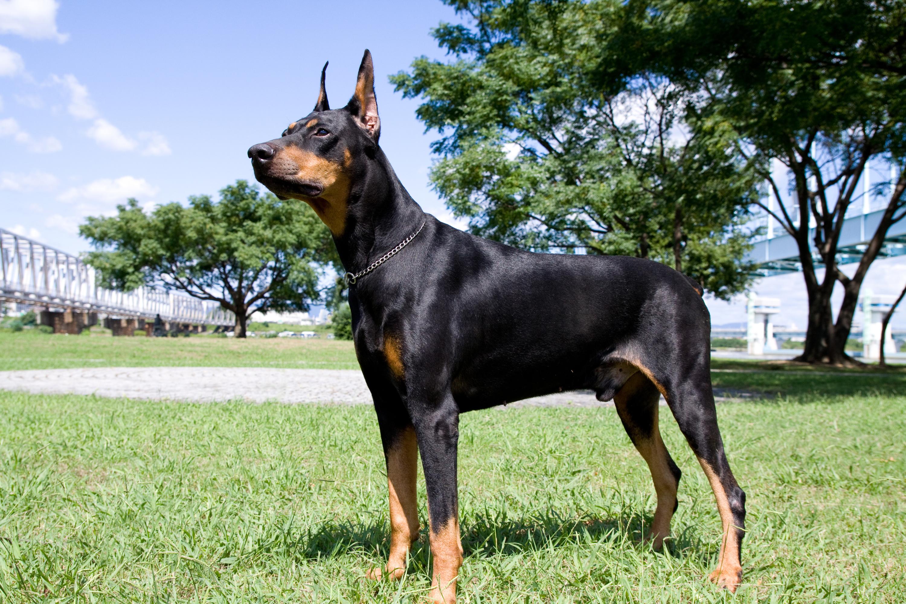 Doberman Origine Taille Et Caractere