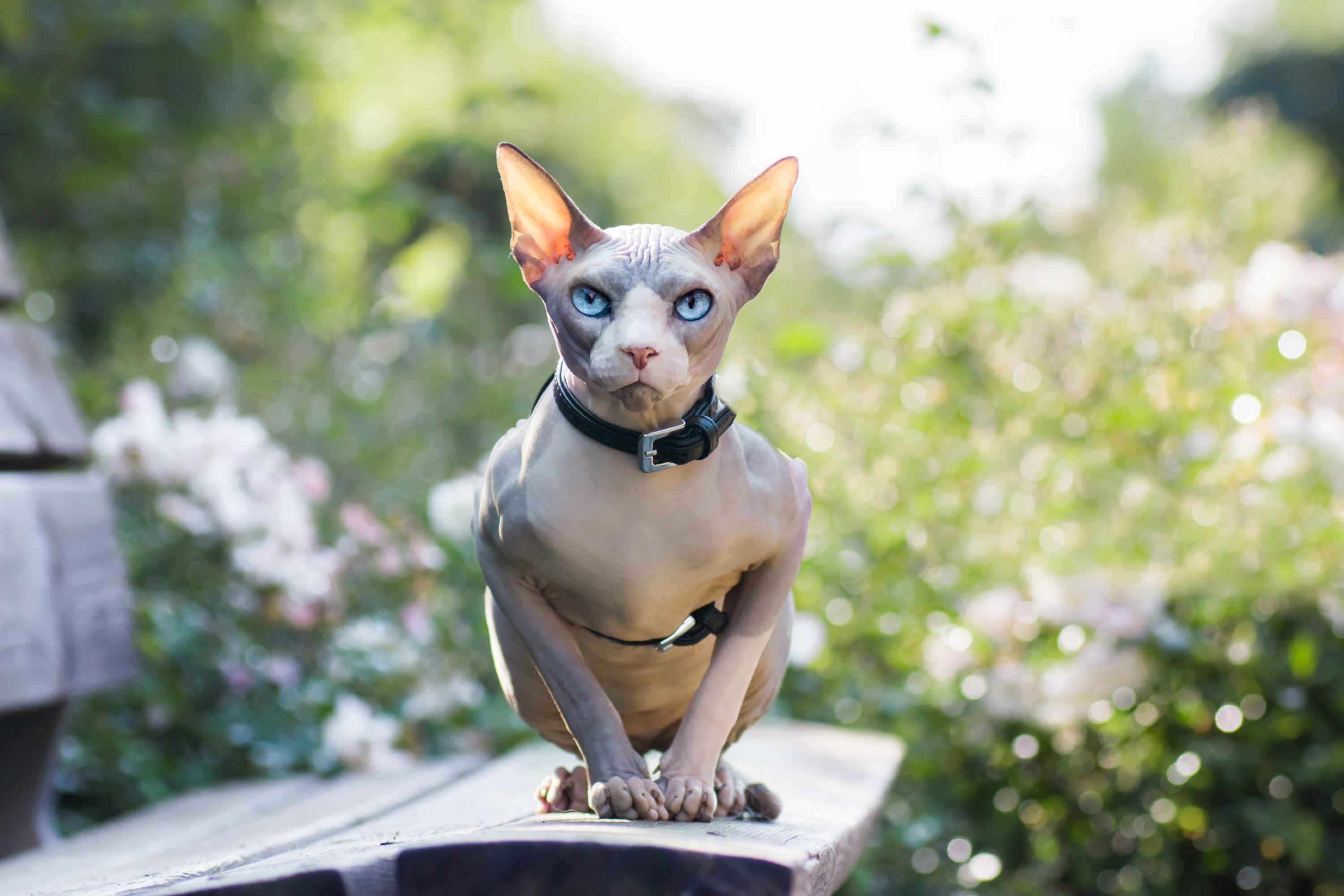 Sphynx Origine Taille Et Caractere