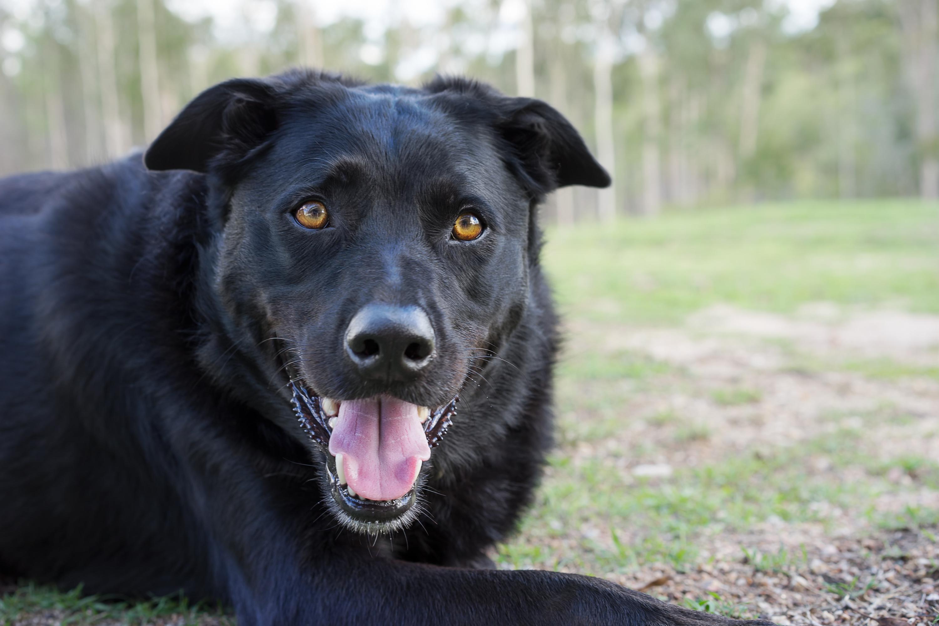 Chiens noirs : races, mythes et l�gendes