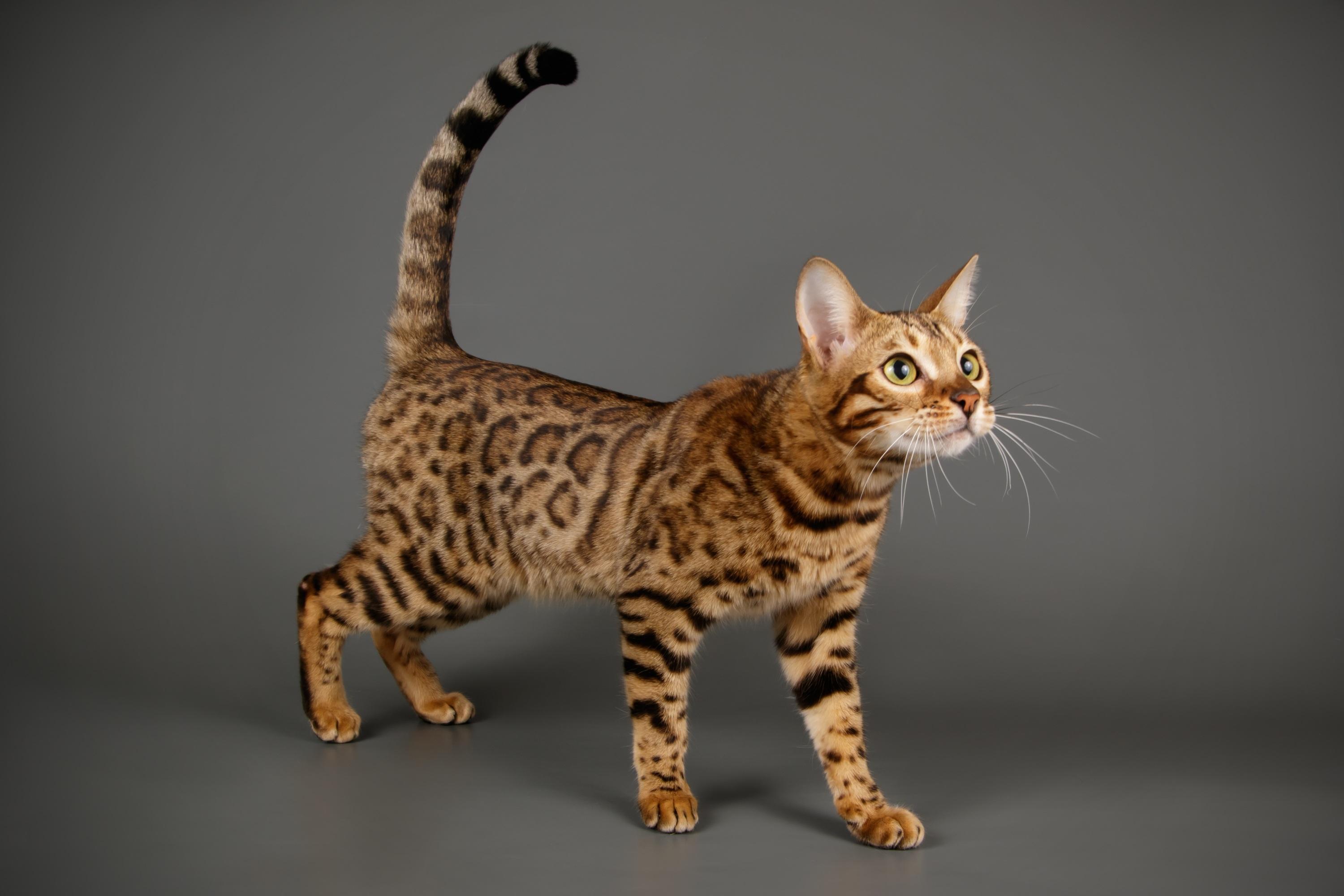 5 Races De Chats Parmi Les Plus Belles Du Monde 5 Races De Chats Parmi Les Plus Belles Du Monde