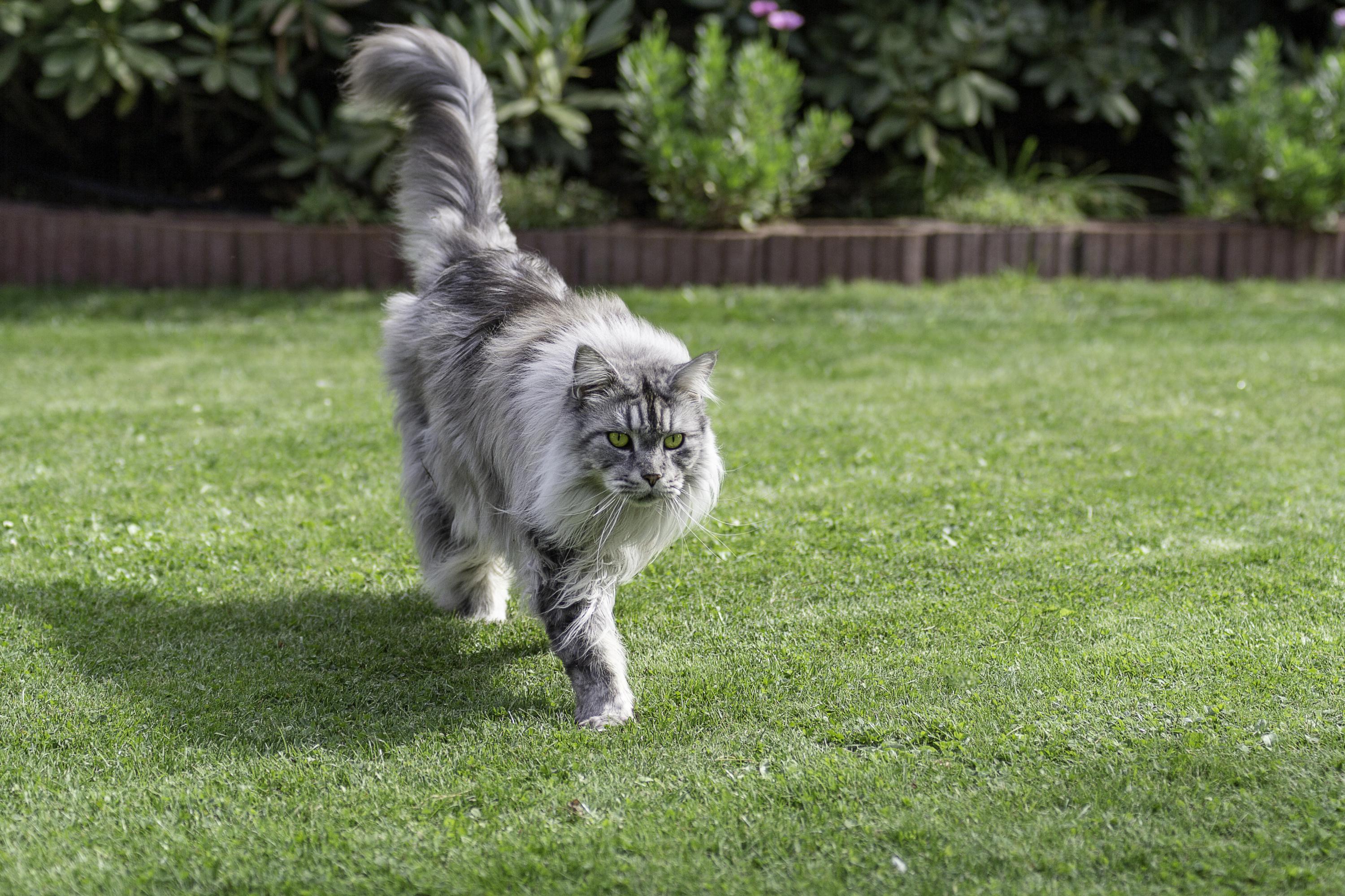 Maine Coon Origine Taille Et Caractere