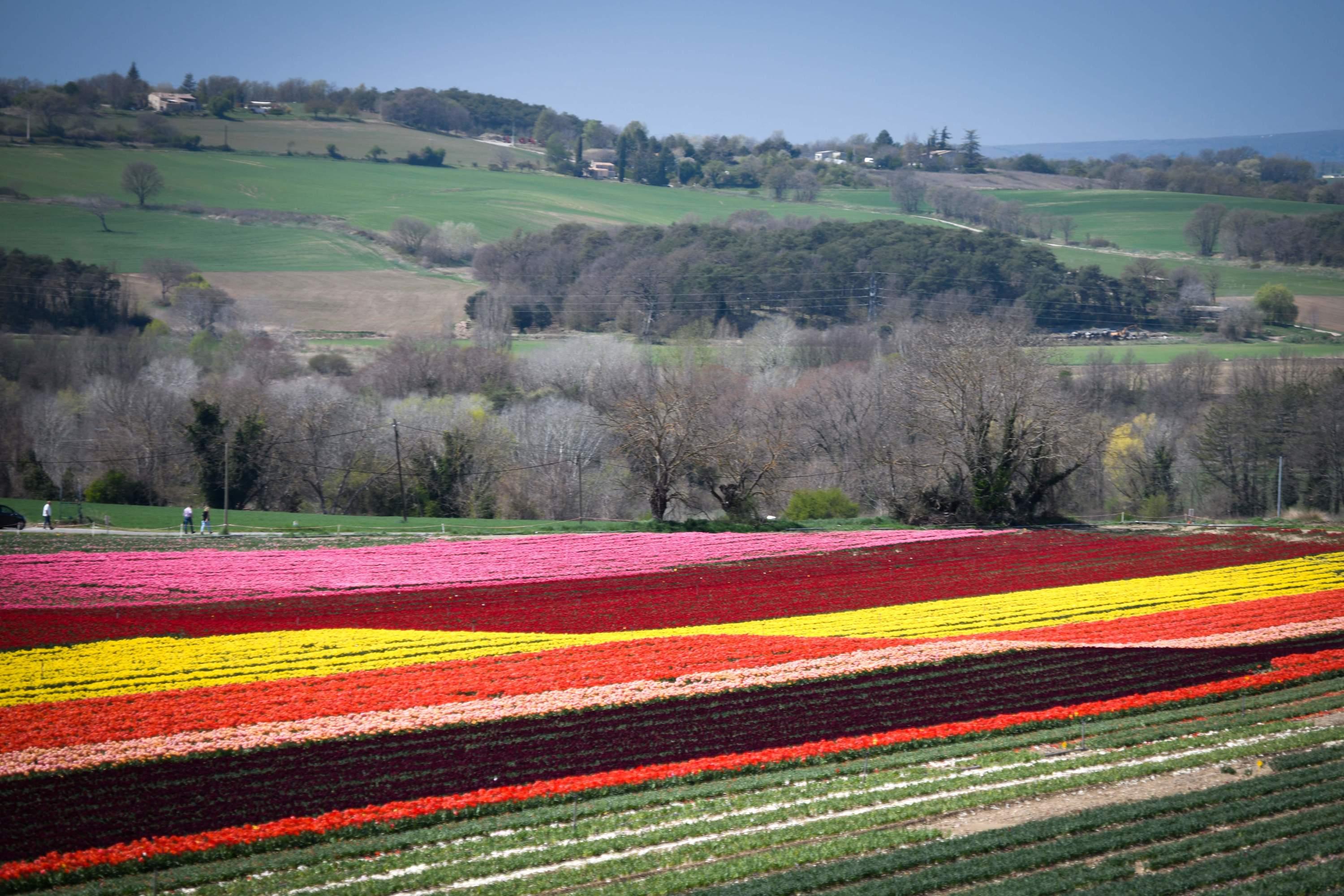 Tulipes, jonquilles et coquelicots : où admirer les plus belles floraisons  du printemps en France