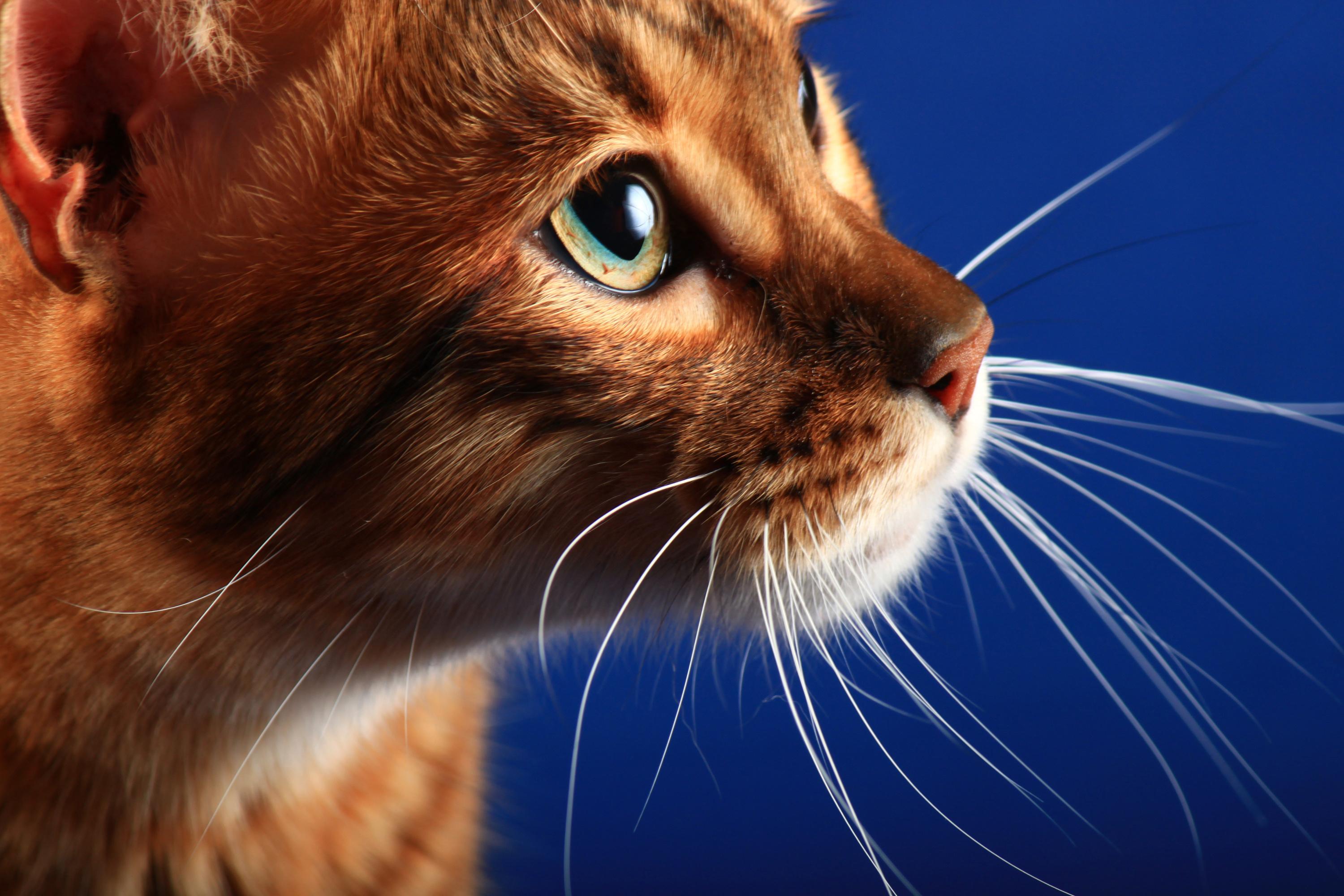 Toyger Origine Taille Et Caractere