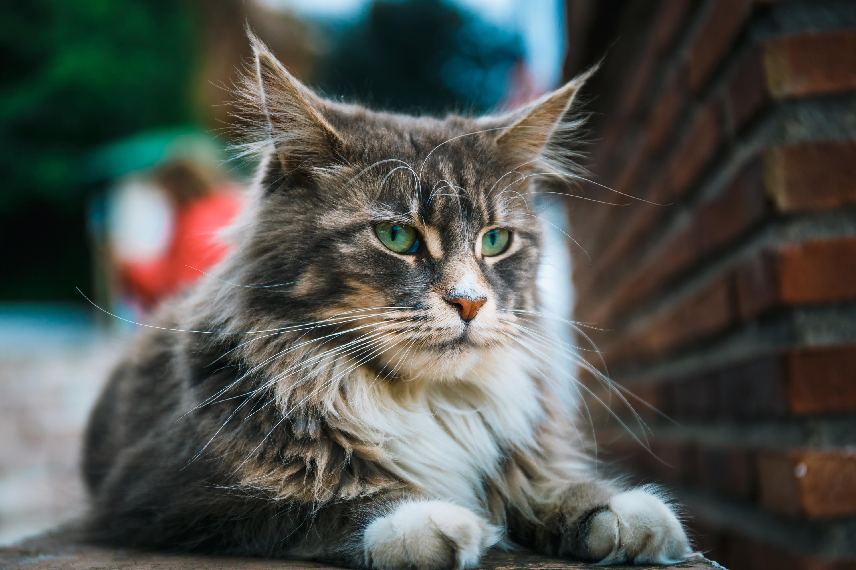 Maine Coon Origine Taille Et Caractere