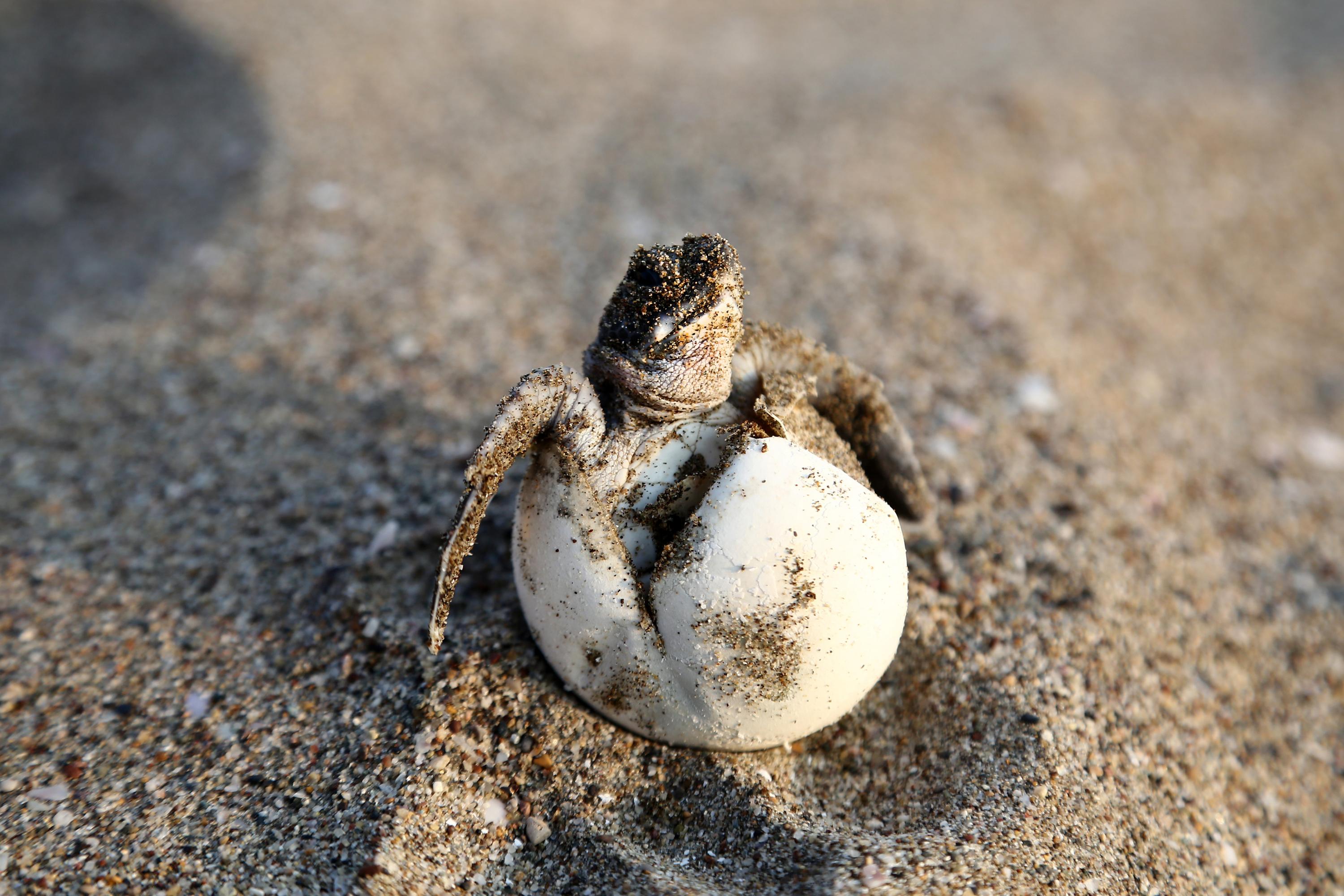 Nouvelle ponte d’une tortue marine sur une plage de la Côte d’Azur