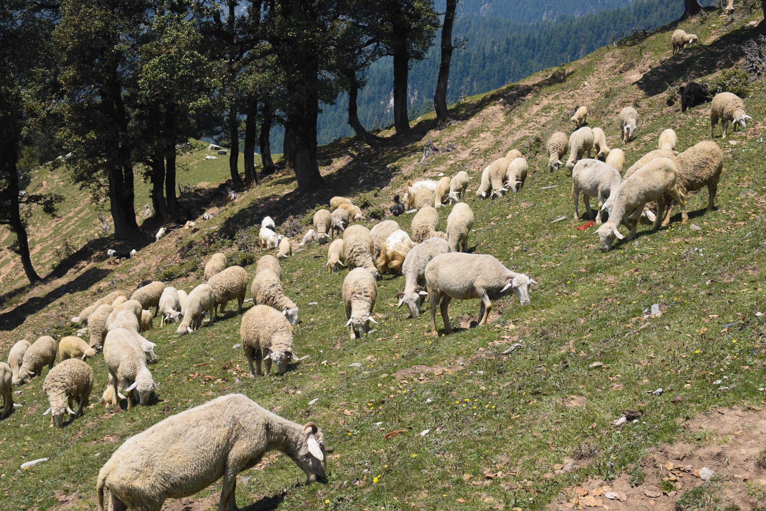 La «maladie de la langue bleue» explose dans les troupeaux en Europe