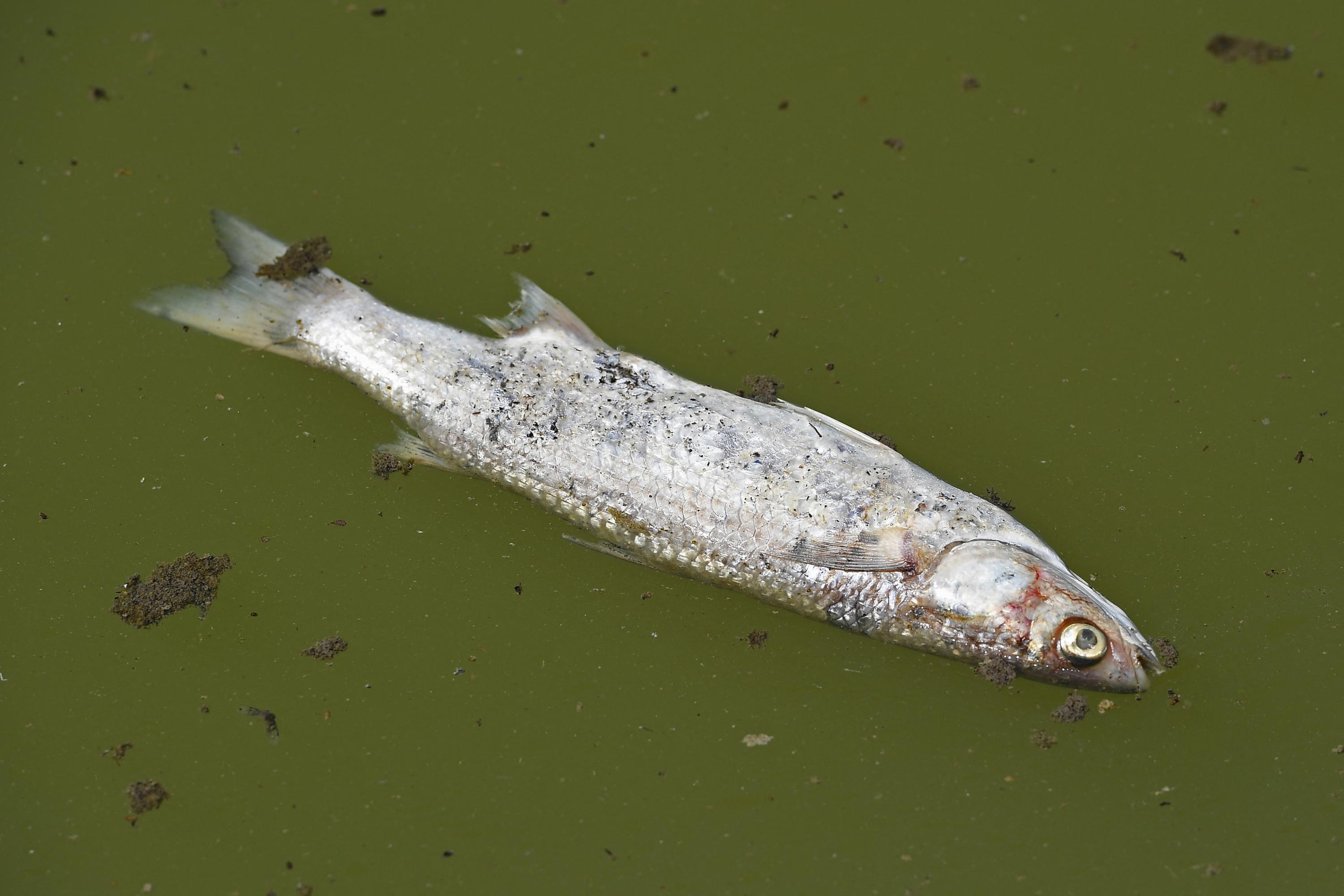 Plus de 800 kg de poissons morts retrouvés dans un étang près de Lyon