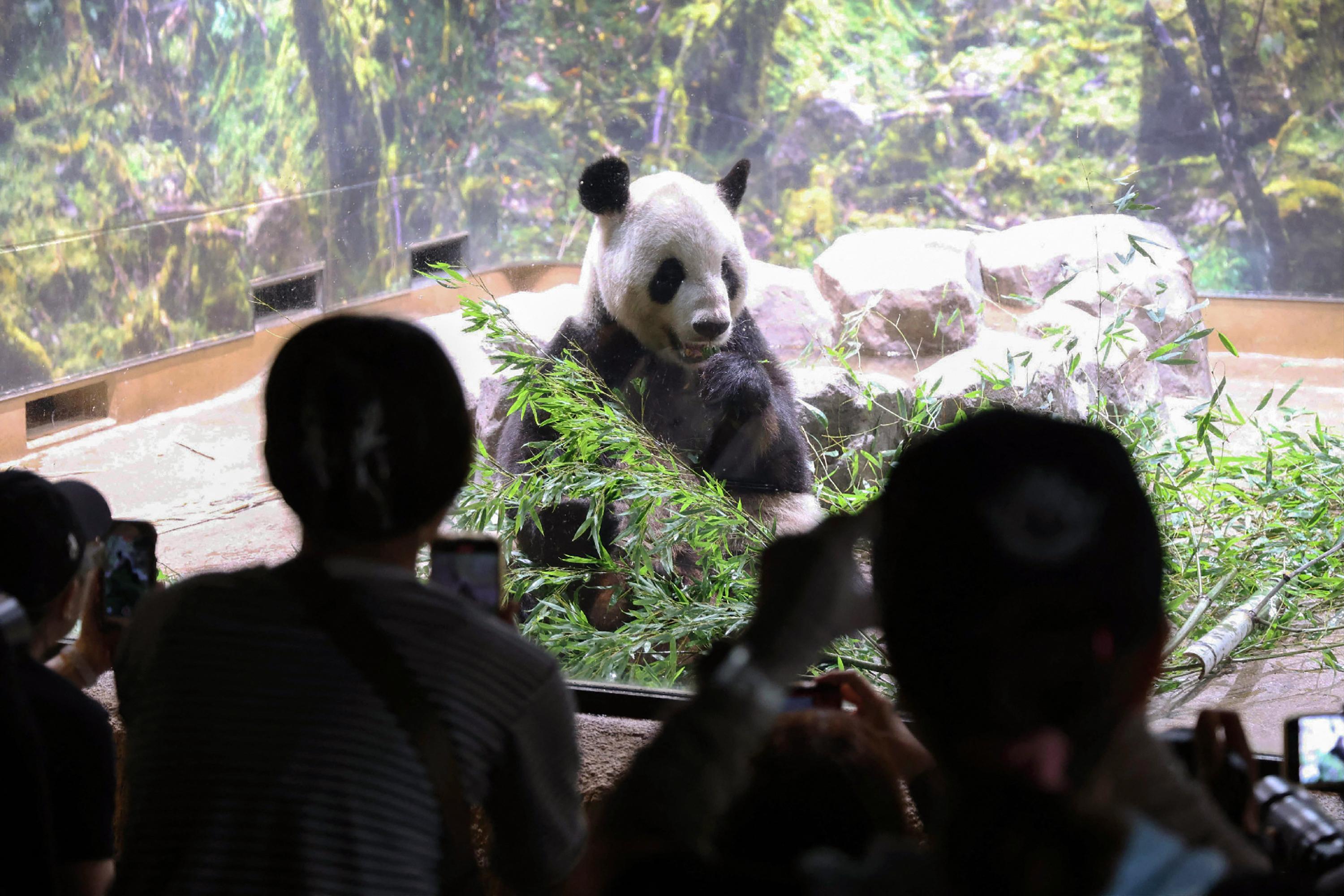 Deux pandas âgés quittent un zoo de Tokyo pour rentrer en Chine