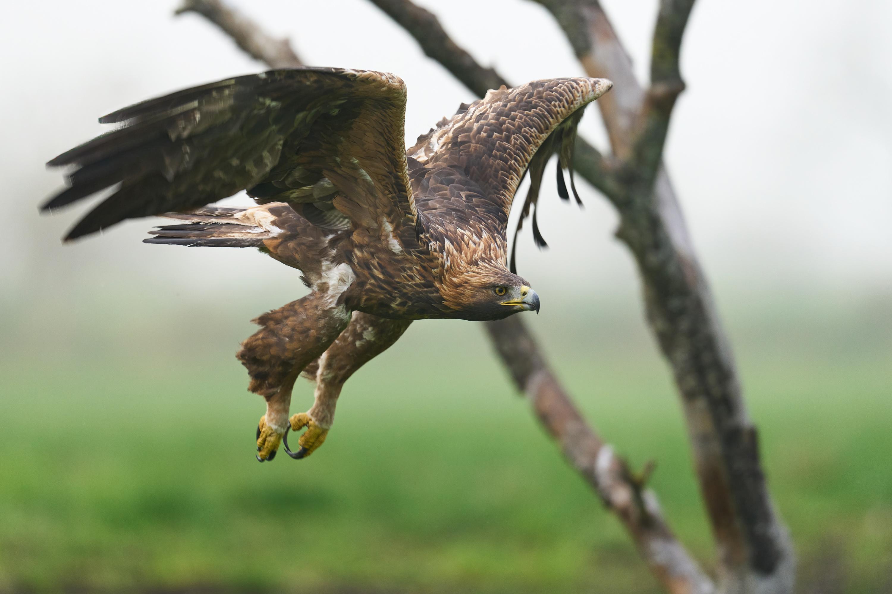 Norvège : un aigle attaque un bébé avant d'être abattu