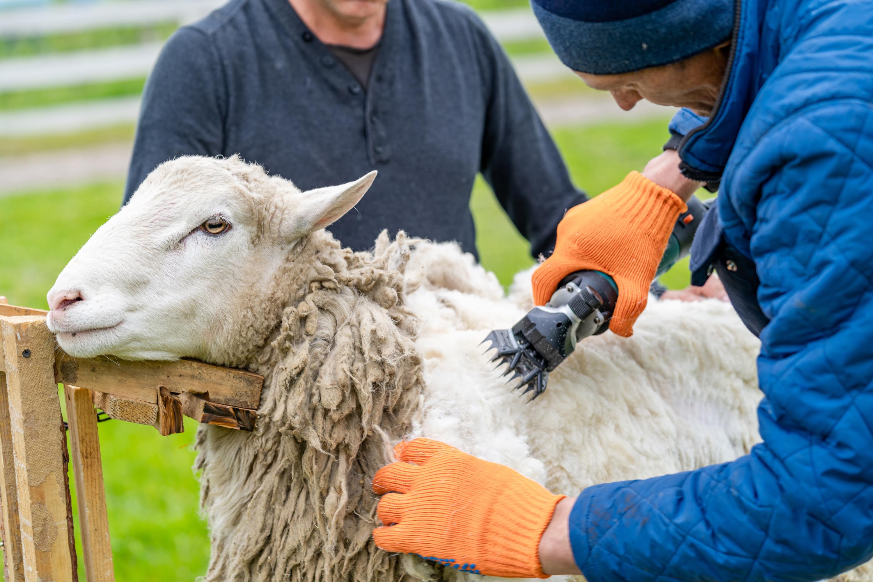 10% du cheptel de brebis «perdu» à cause de la fièvre catarrhale ovine, alerte le patron de la FNSEA