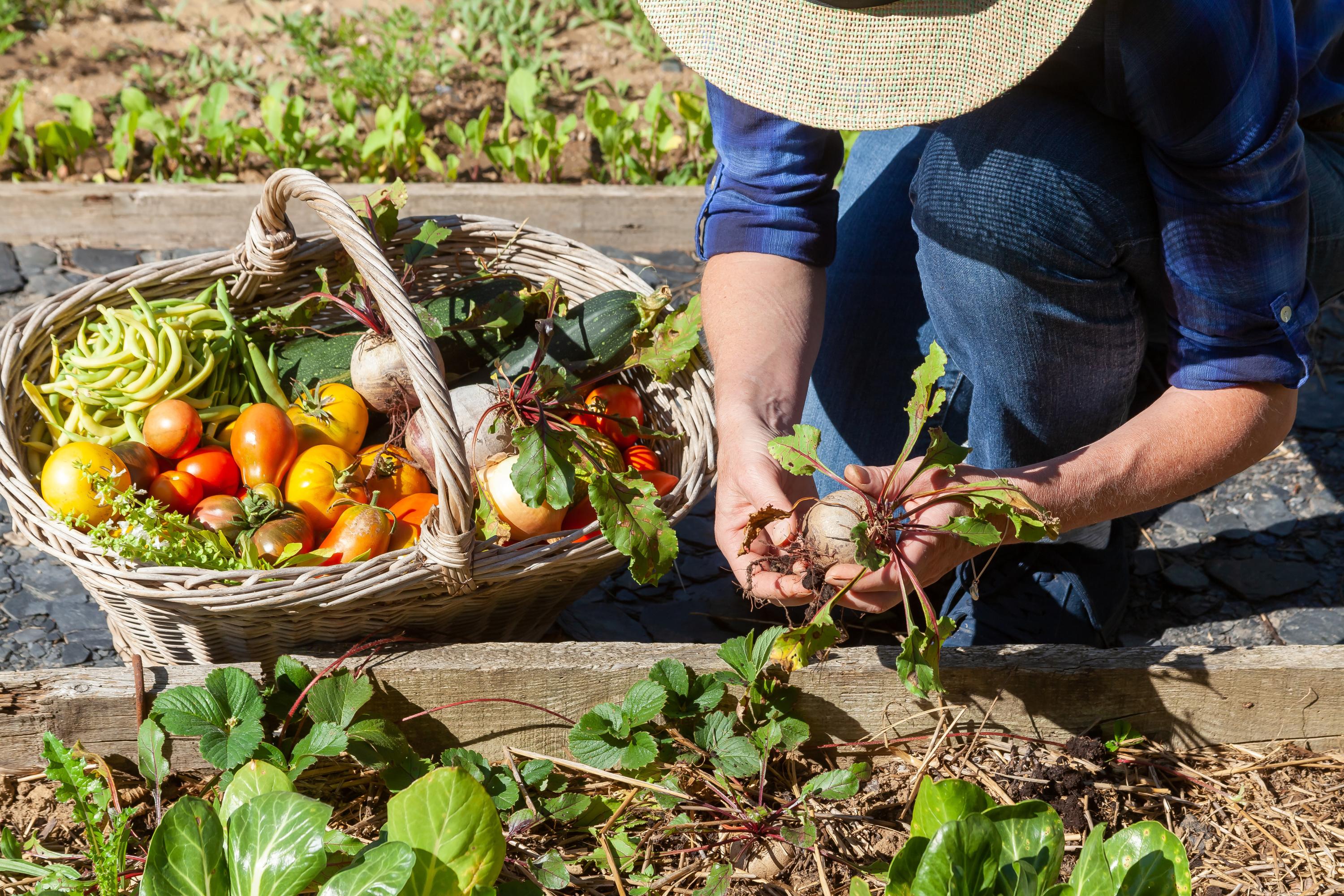 Des terres locales à l’assiette : près de Cannes, Mougins ouvre sa propre ferme