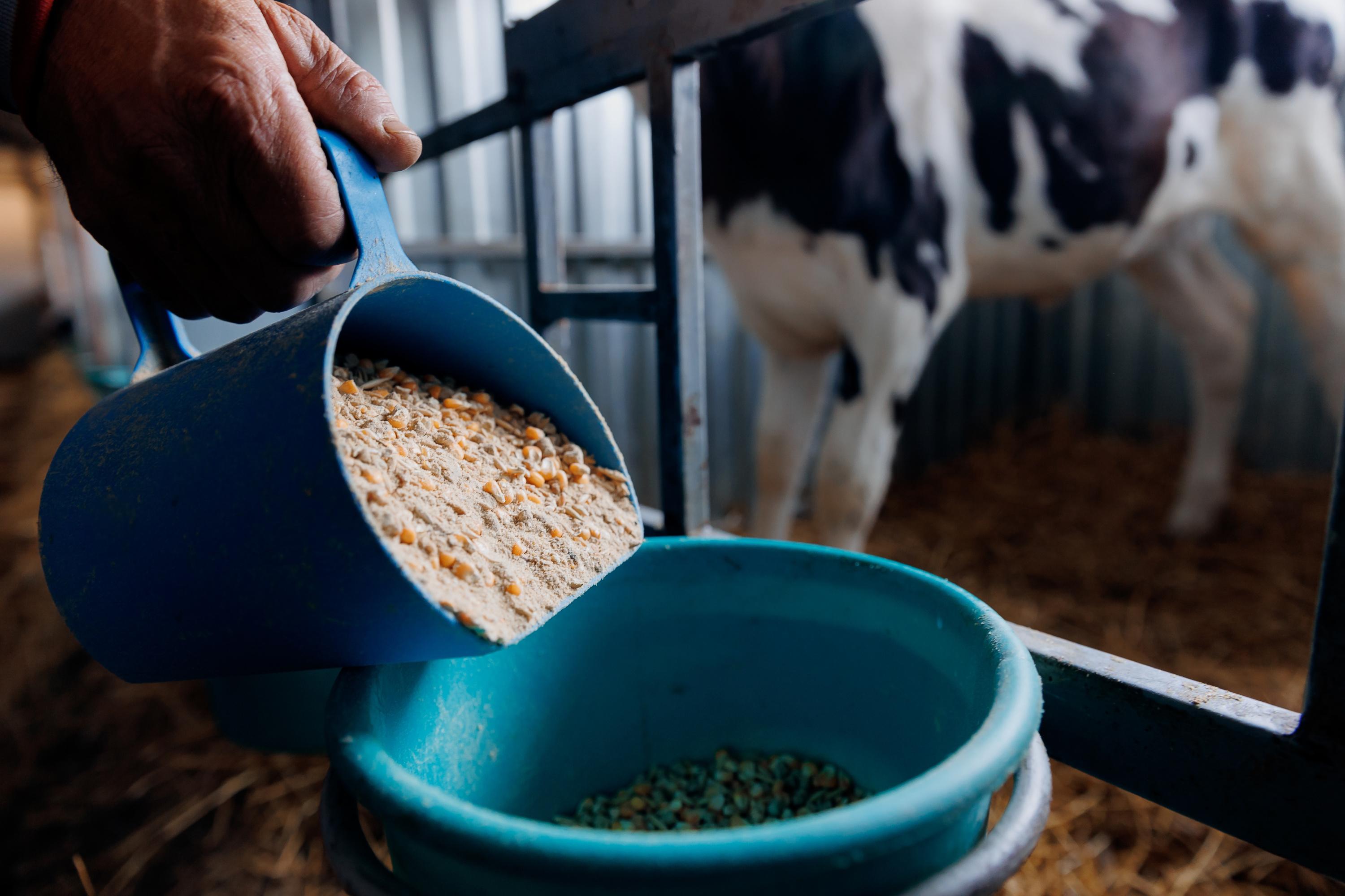 Alimentation animale: feu vert à la reprise d'Axéréal Elevage par le groupe Avril