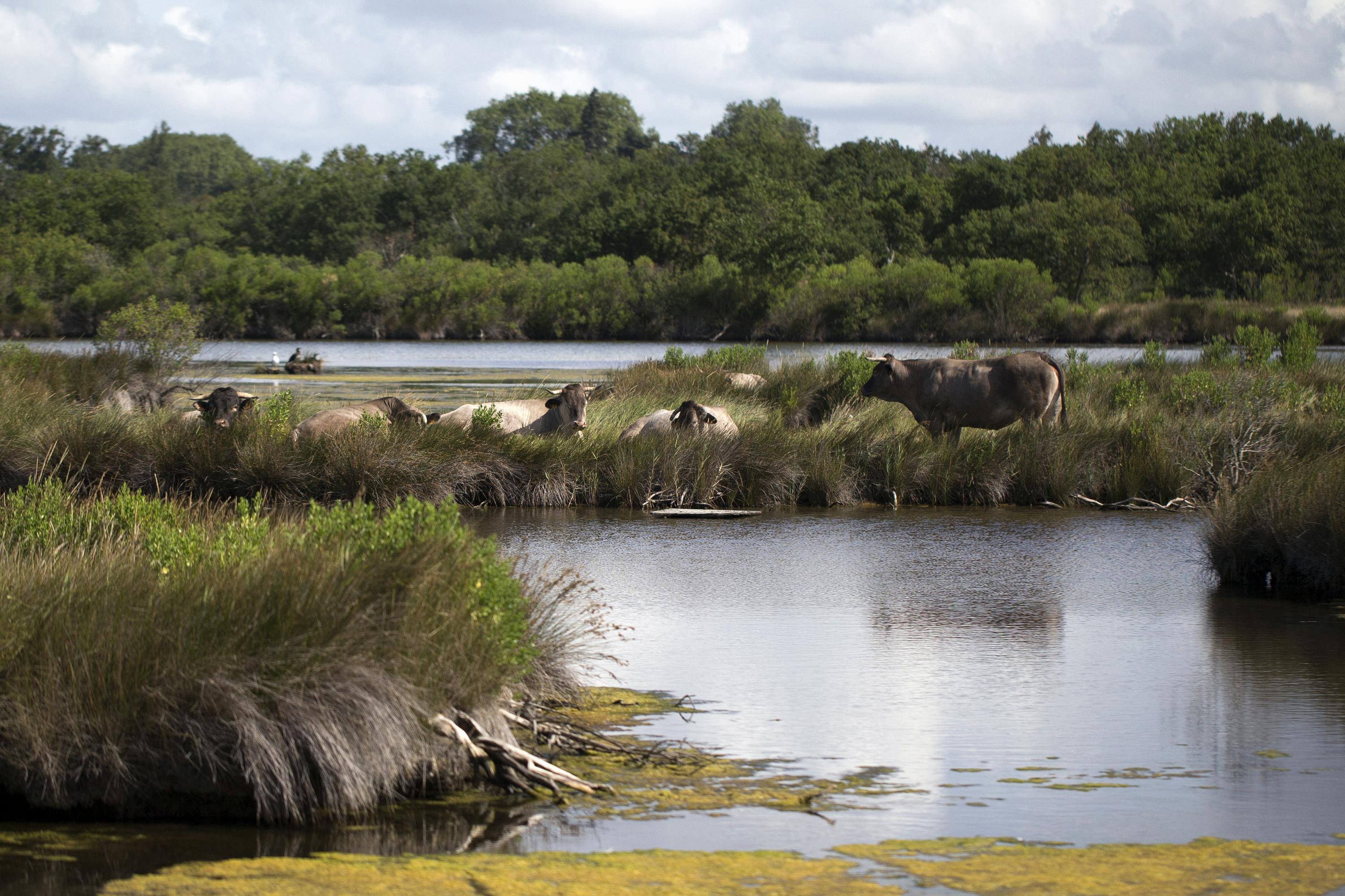 «Je rembourse 1500 euros d'herbe par mois» : sur le Bassin d’Arcachon, des propriétaires lésés par des permis de construire illégaux