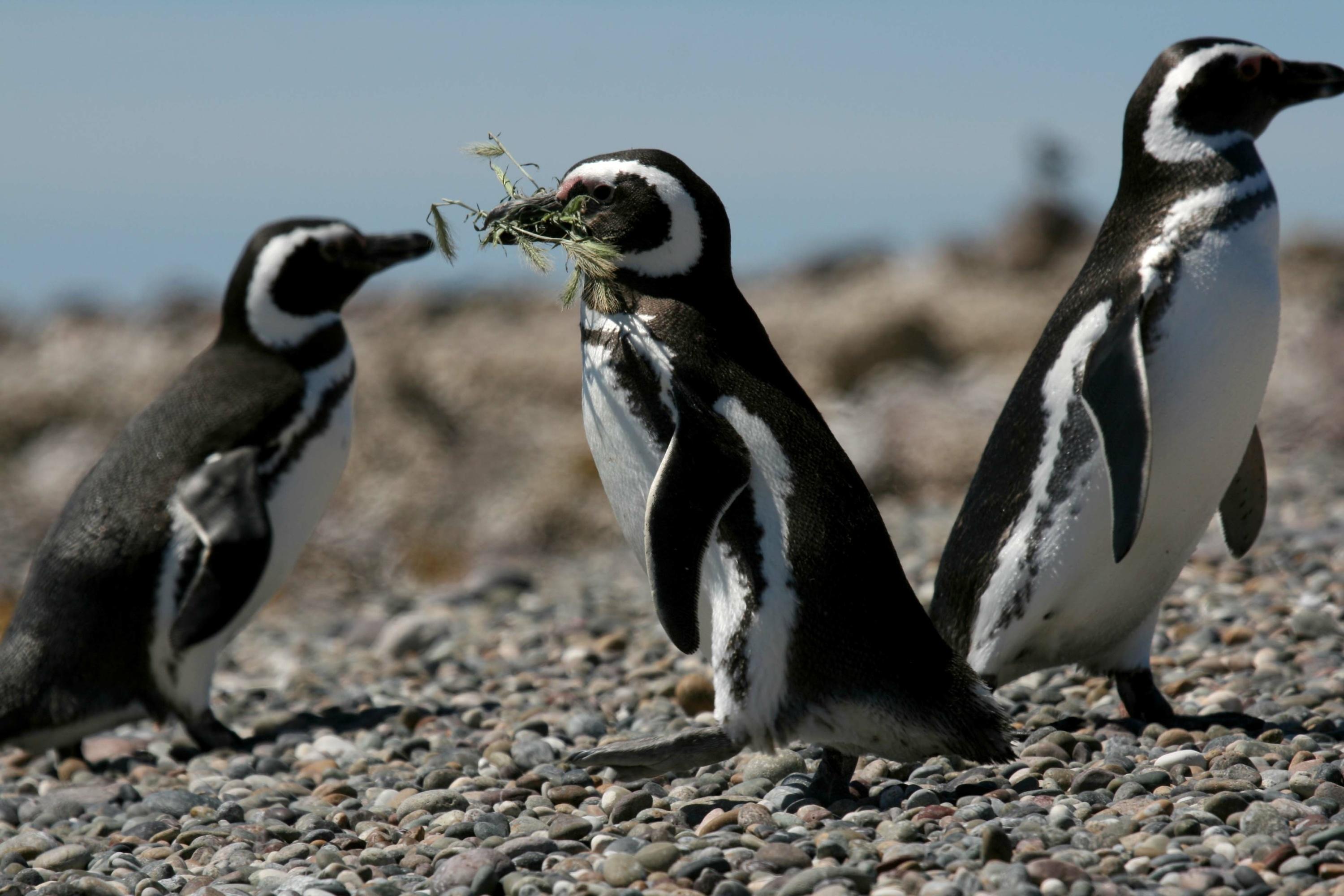 Argentine : procès inédit après la «destruction» de nids et de poussins manchots patagoniens