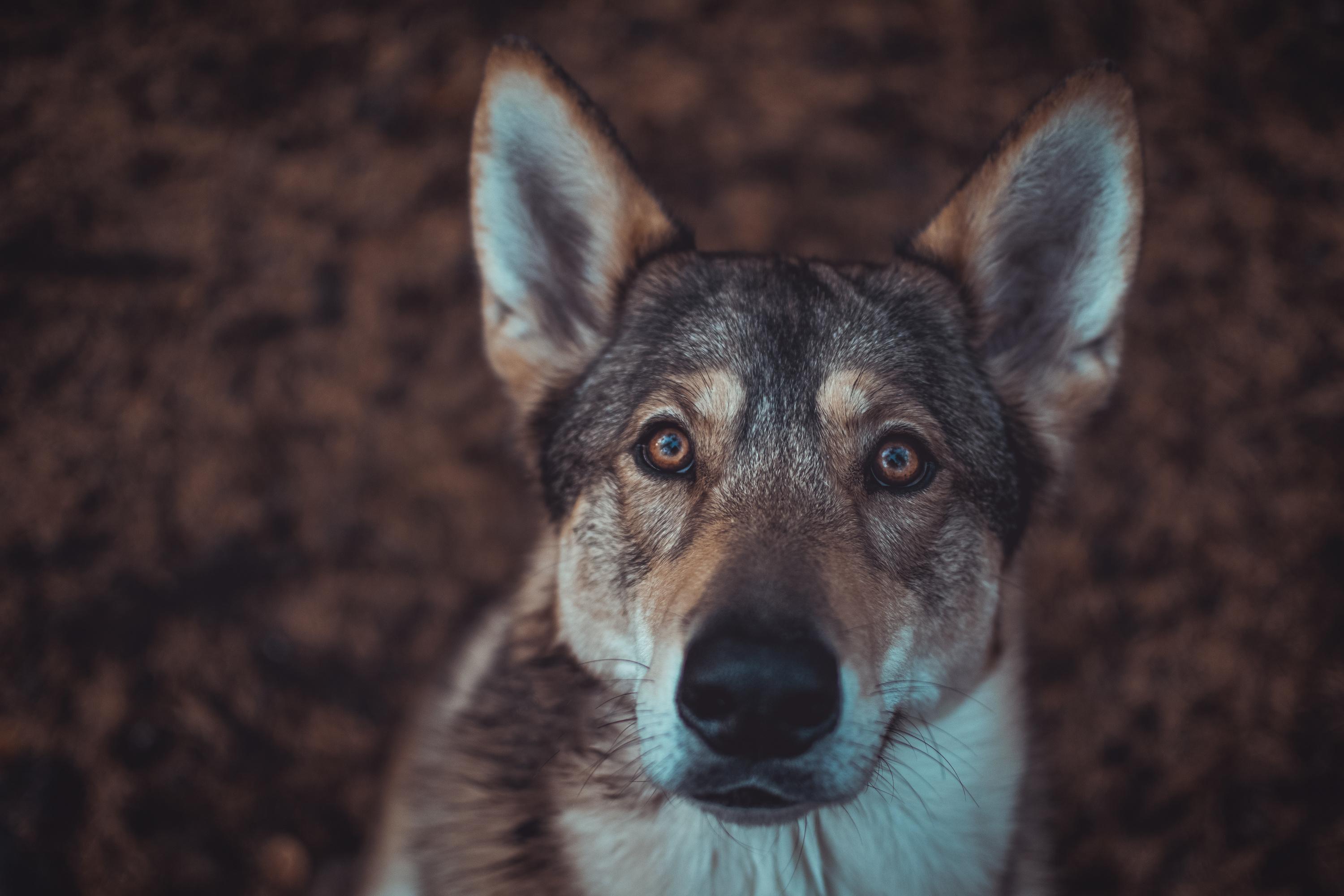 Face à la présence d’un loup en Gironde, la préfecture alerte les éleveurs