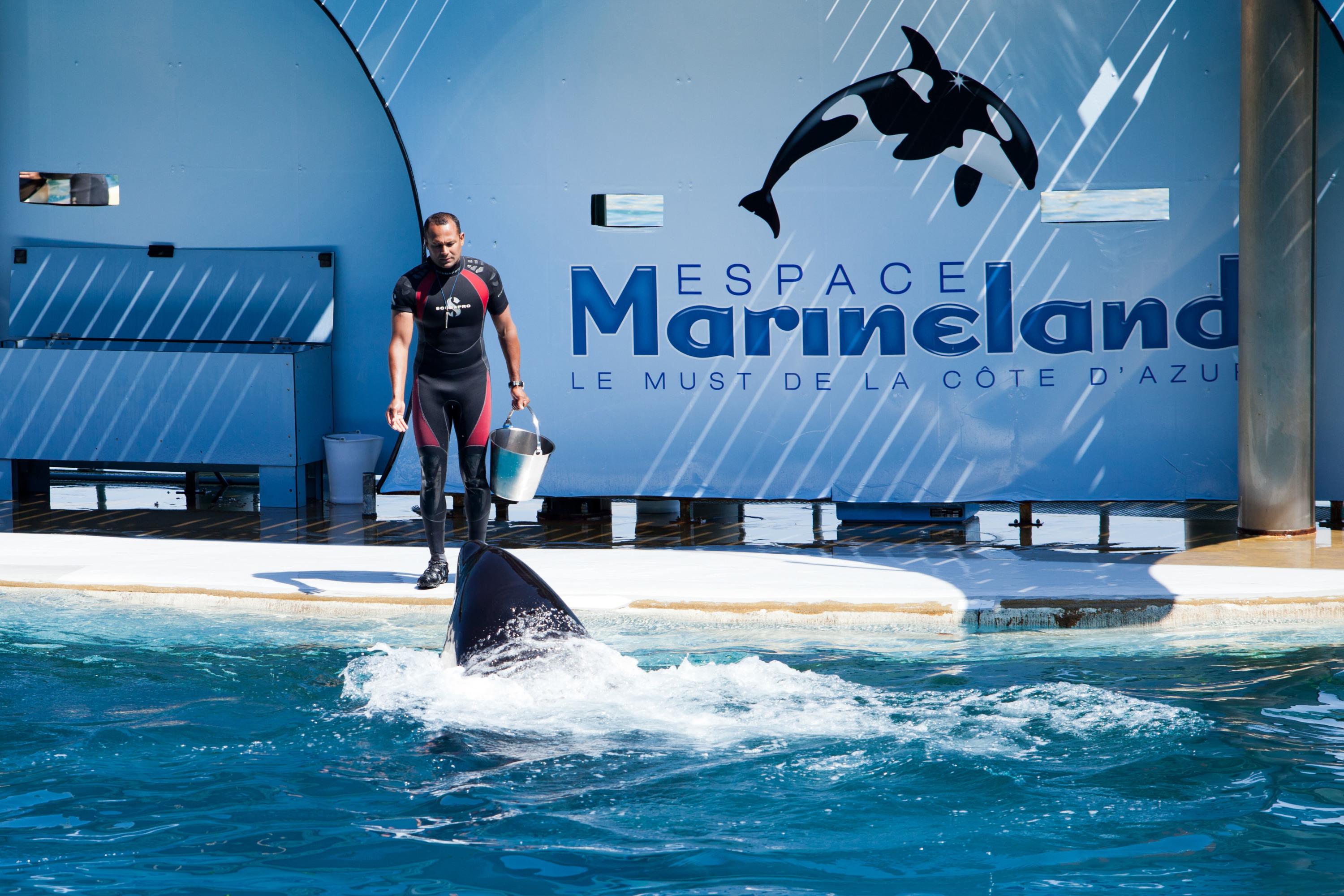 Marineland d’Antibes : la passe d’armes entre les associations animalistes et le parc se poursuit