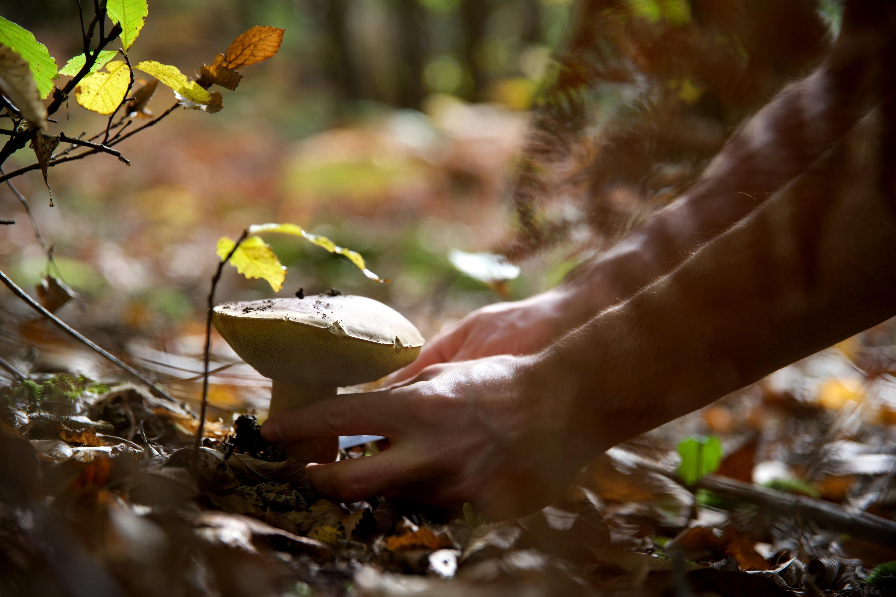 Alpes-Maritimes : appel à la prudence après quatre interventions de sauvetage de cueilleurs de champignons égarés en montagne