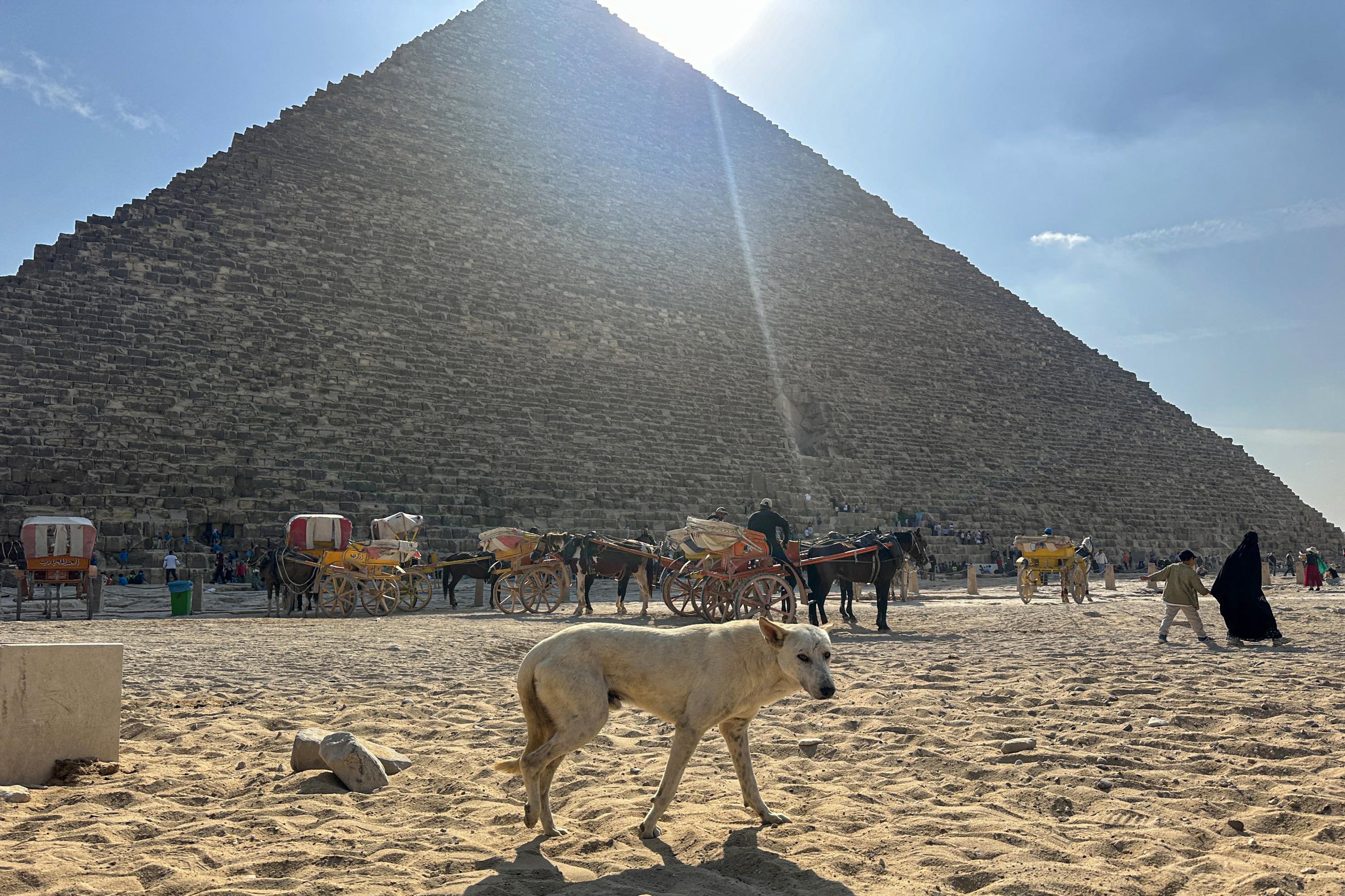 «C’est comme entrer en contact avec les pharaons» : en Égypte, la nouvelle attraction des chiens errants des pyramides