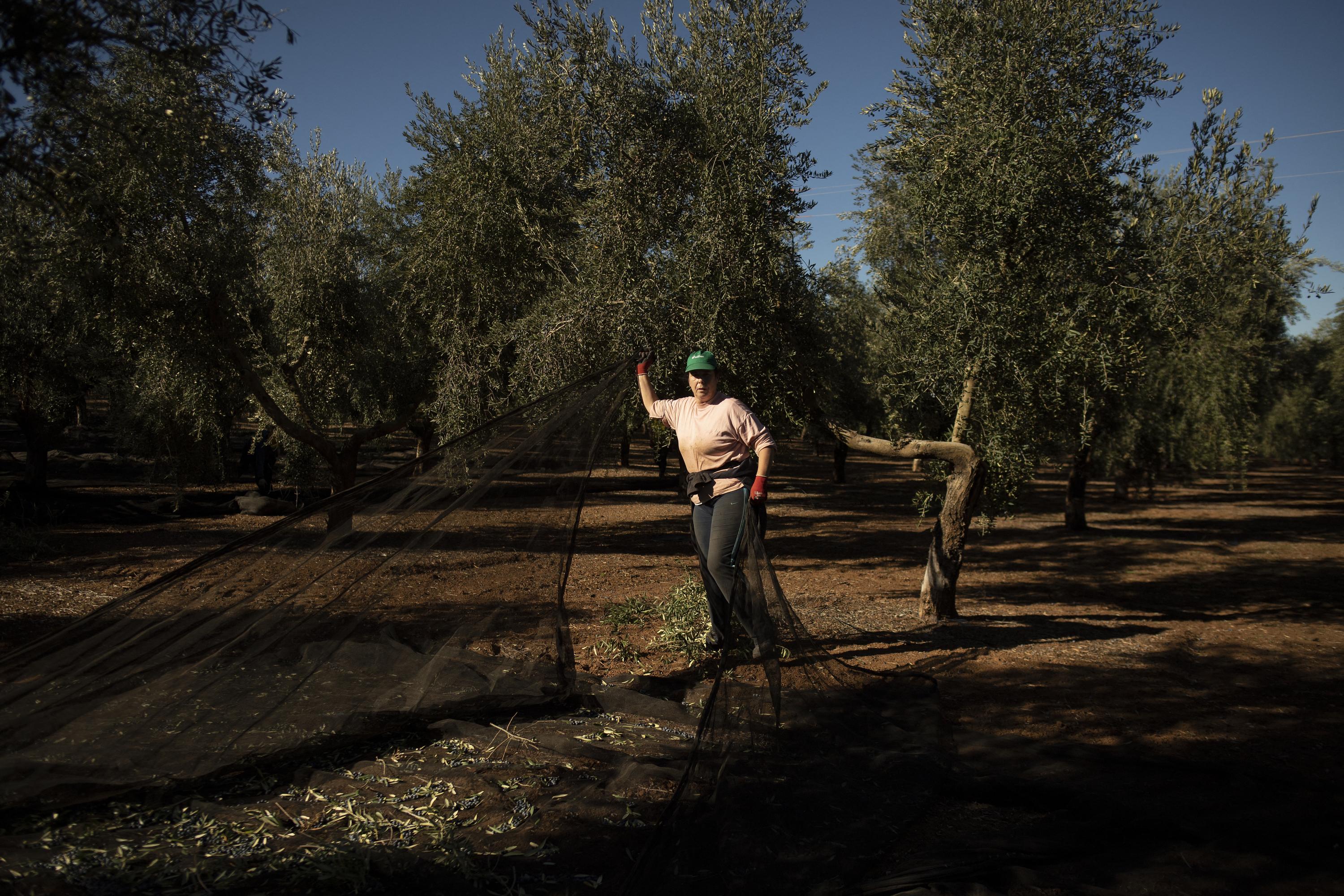 Importations des olives espagnoles : l'UE saisit l'OMC pour exiger une compensation des États-Unis