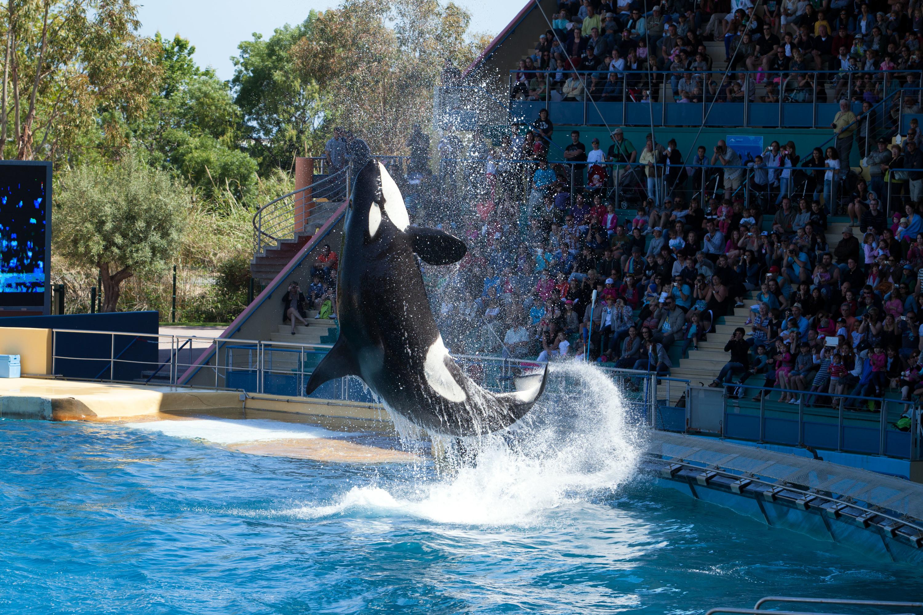 Spectacles de cétacés bientôt interdits : à Antibes, Marineland projette une «fermeture définitive» le 5 janvier