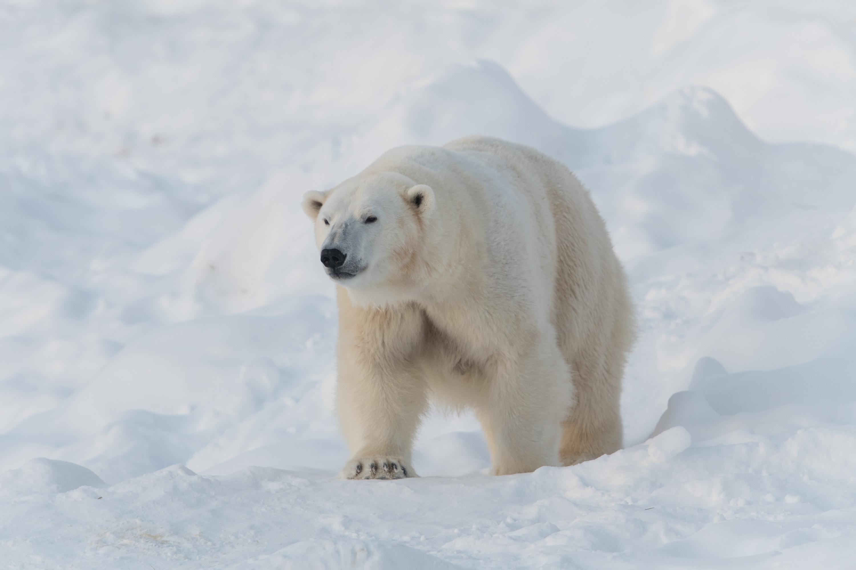 Canada : un homme se bat avec un ours polaire pour défendre sa femme