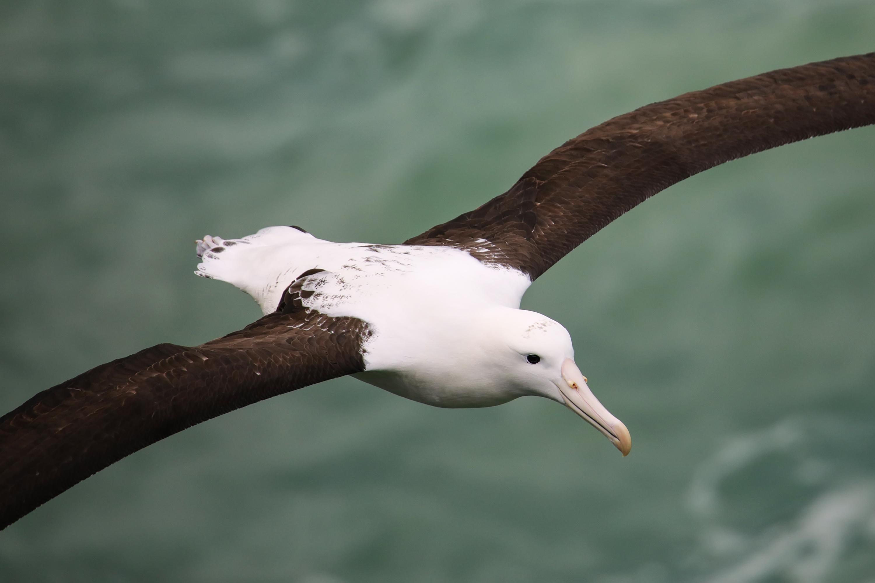 Pacifique : le plus vieil oiseau sauvage connu au monde pond un œuf... à 74 ans