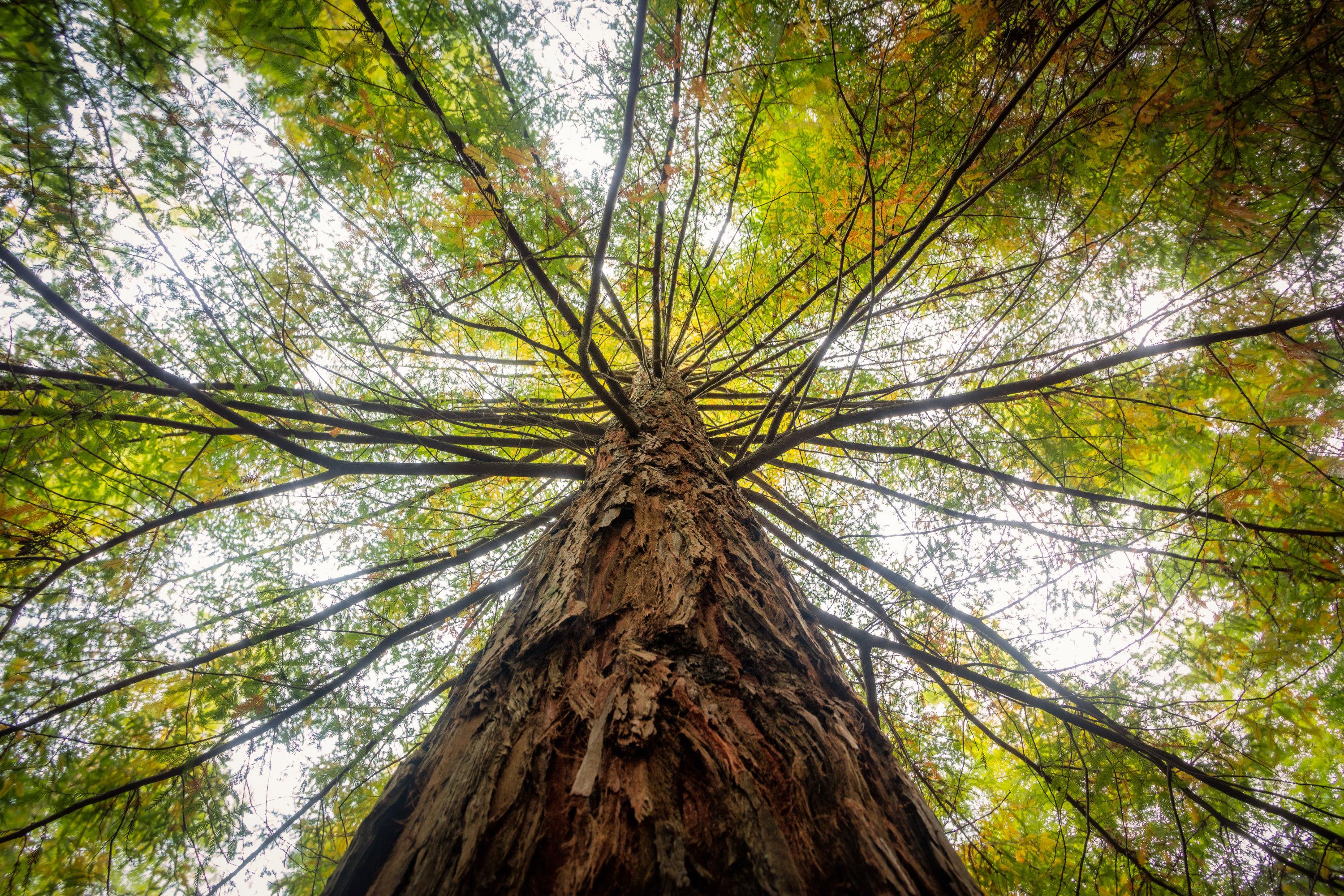 Cet arbre est le plus haut du monde et le seul représentant de son genre