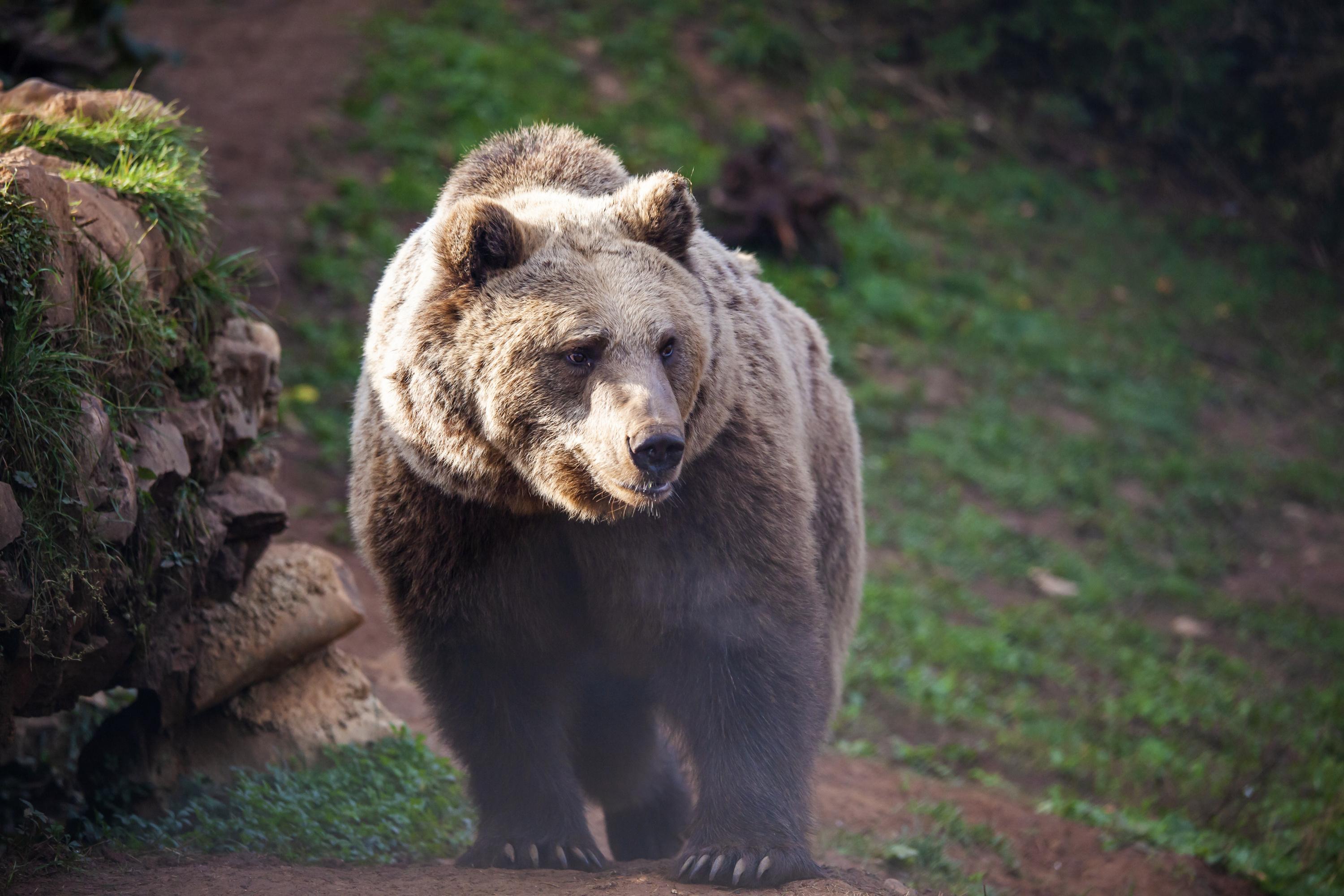 États-Unis : un chasseur meurt écrasé par un ours tombé d’un arbre, tout juste abattu par un autre chasseur