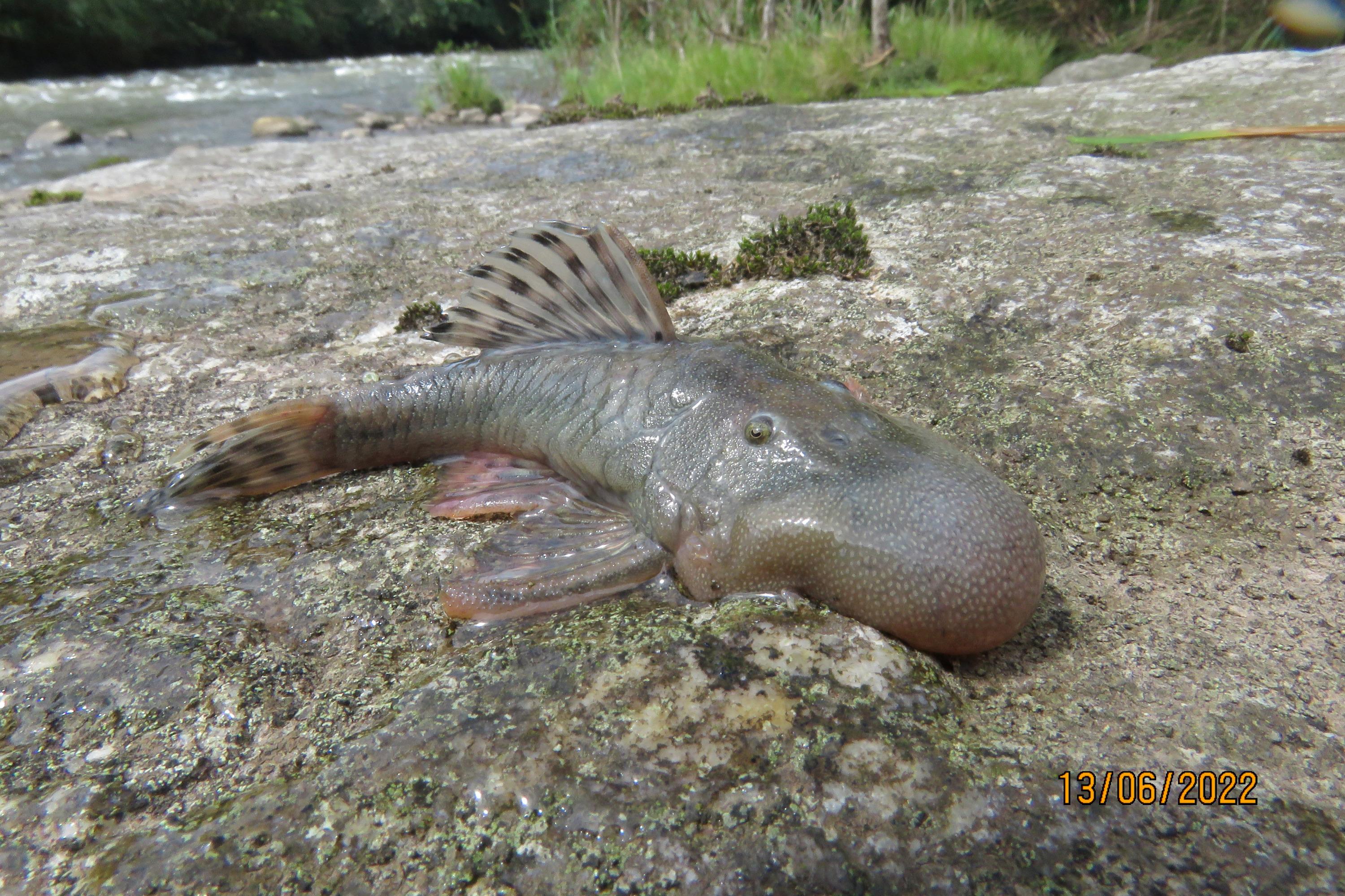 Poisson blob et souris amphibie : de fascinantes découvertes au cœur de la jungle péruvienne