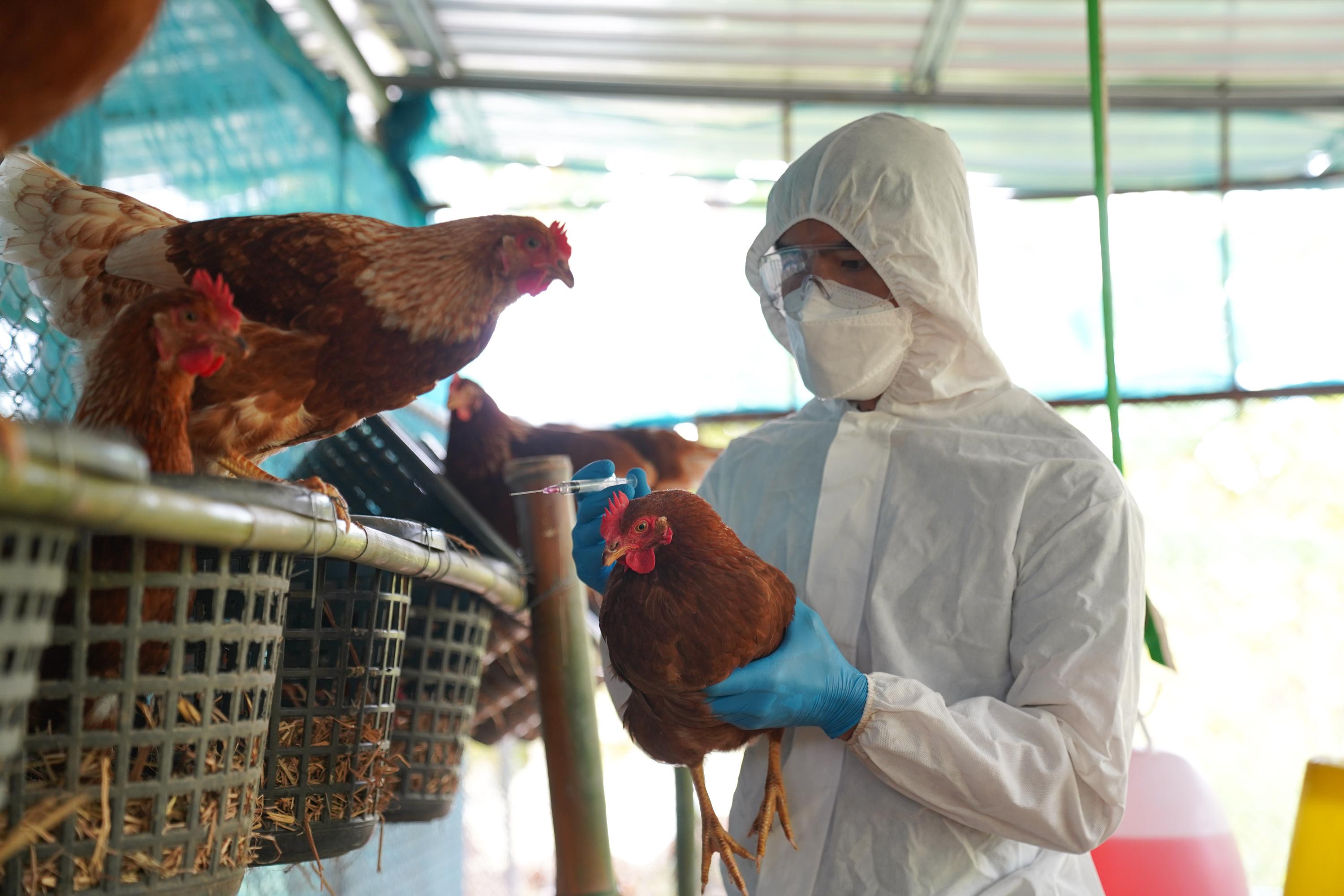 Grippe aviaire : le virus aurait muté dans l'organisme d'un patient américain